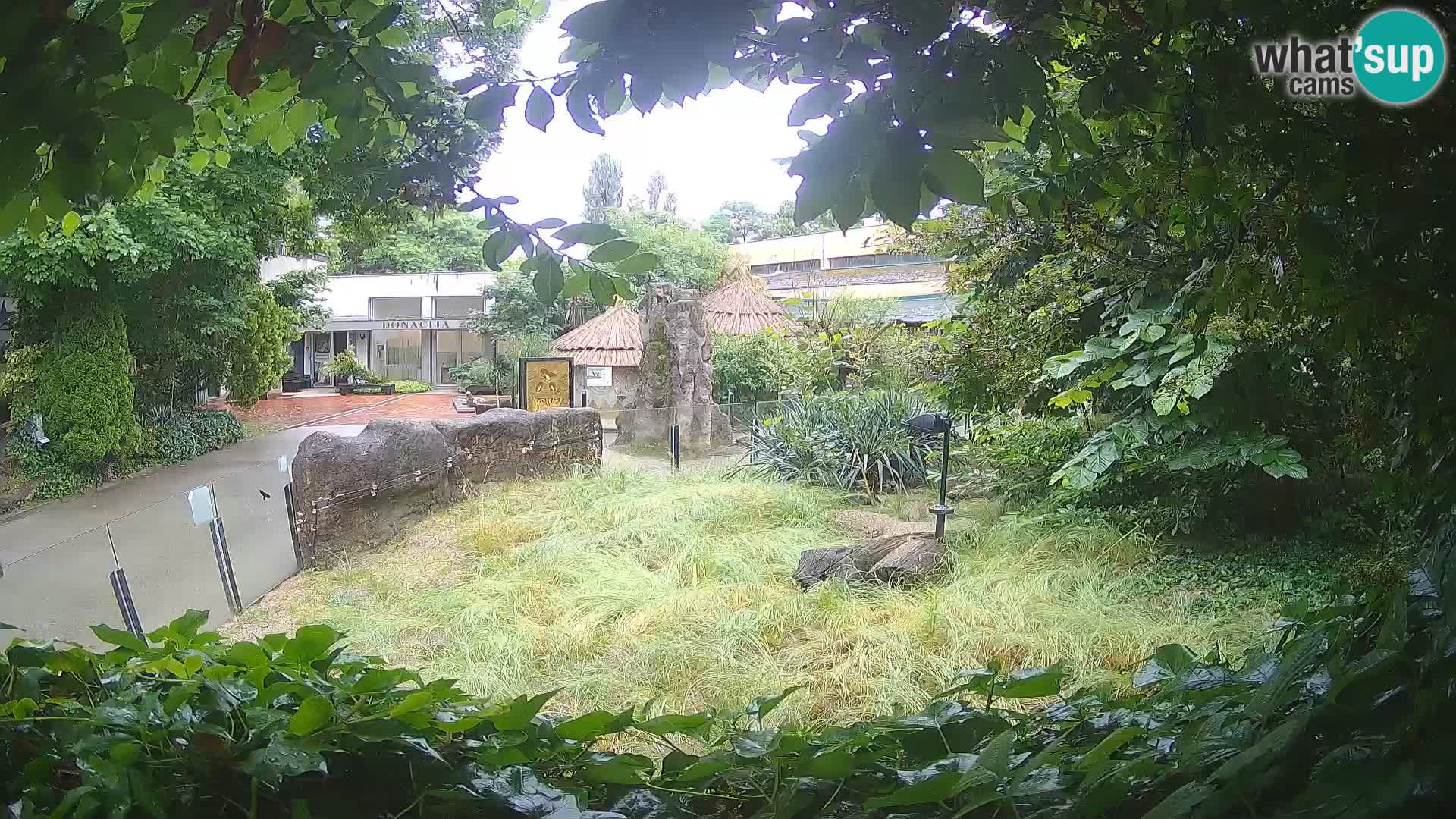 Zoo Zagreb – Suricate