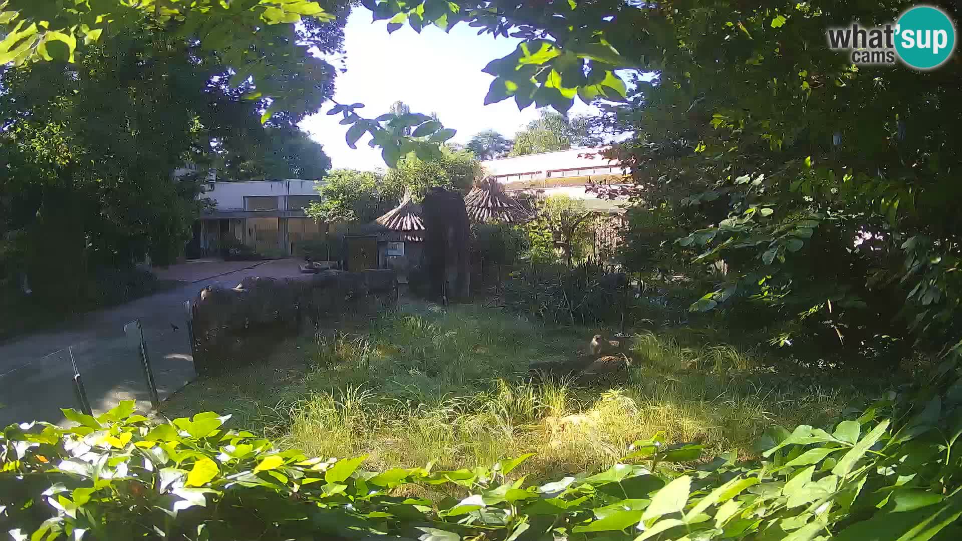 Zoo Zagreb – Surikate