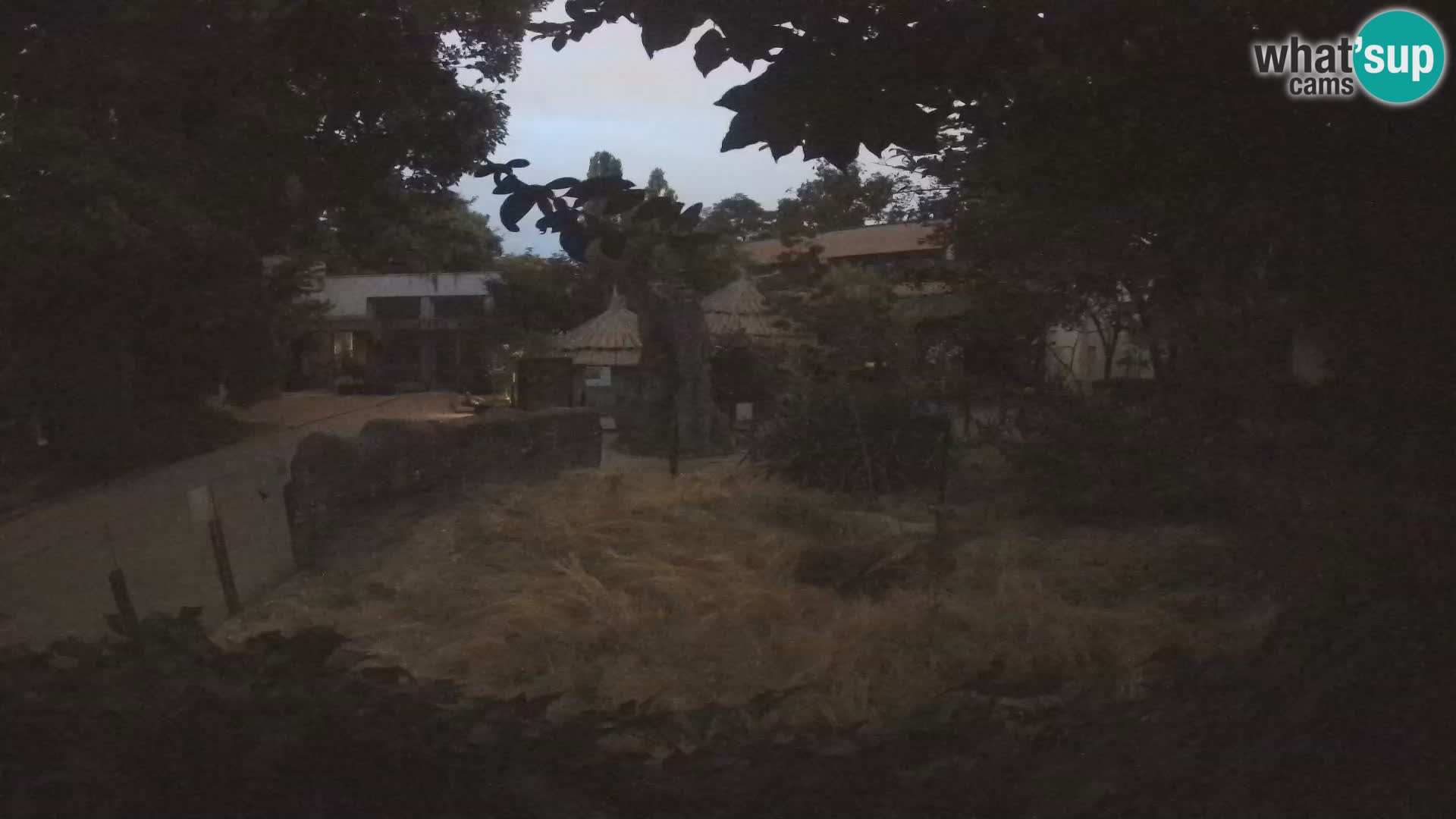 Zoo Zagreb – Merkat