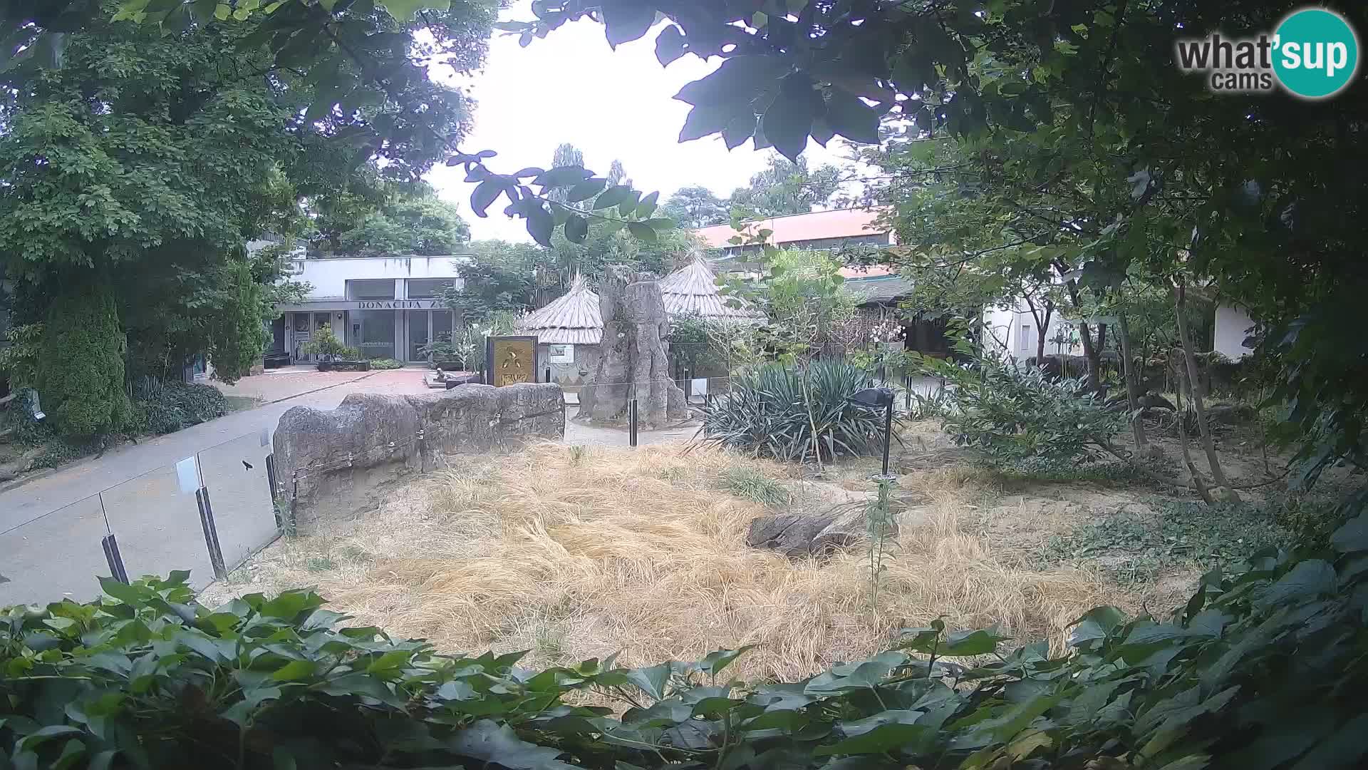 Zoo Zagreb – Merkat