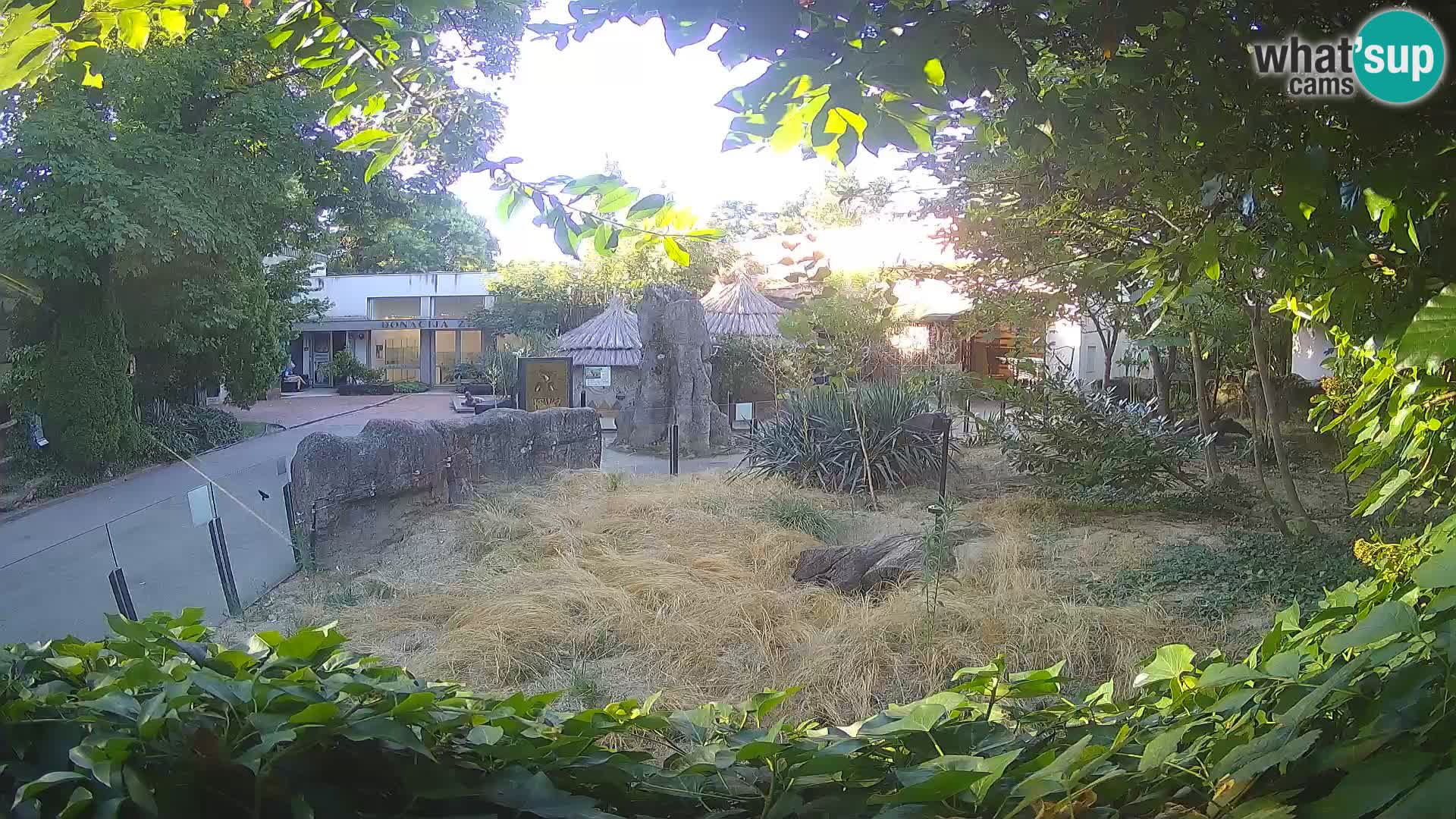 Zoo Zagreb – Suricata