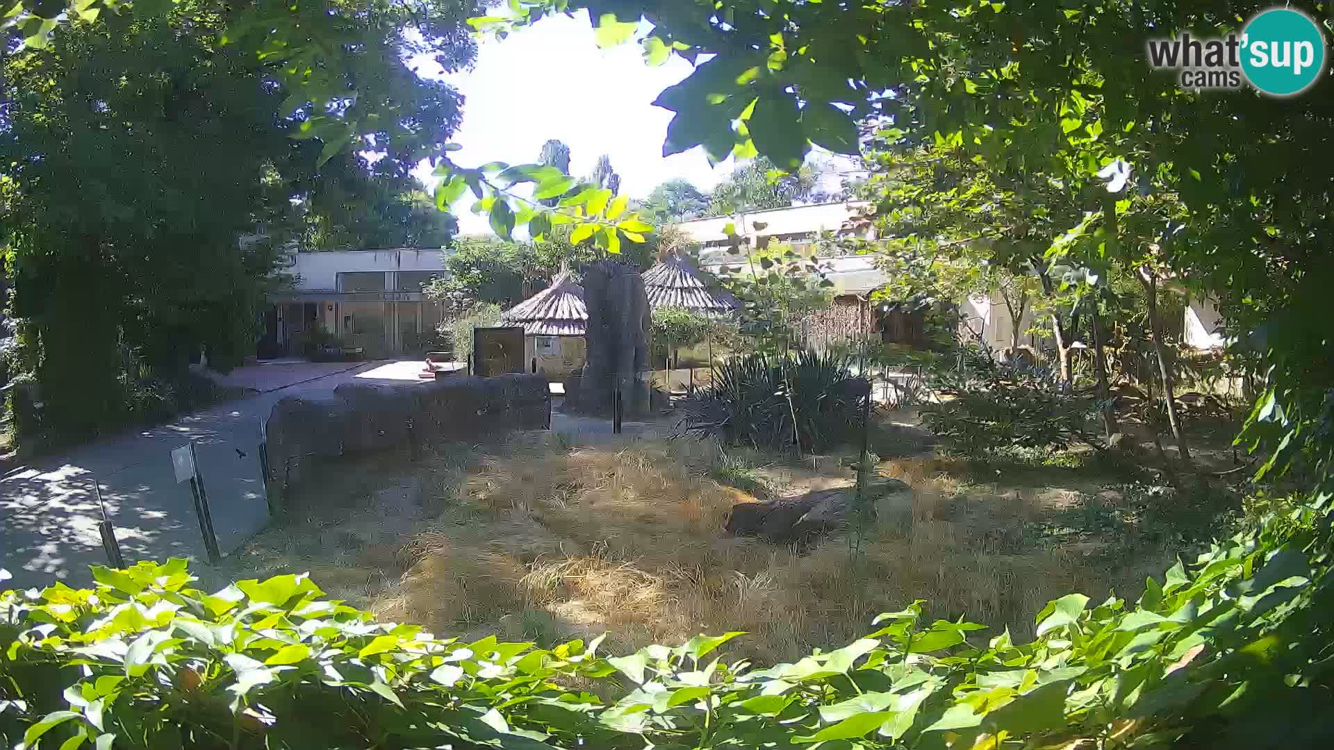 Zoo Zagreb – Merkat
