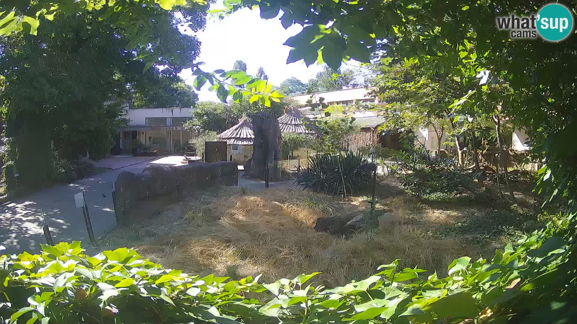 Zoo Zagreb – Merkat