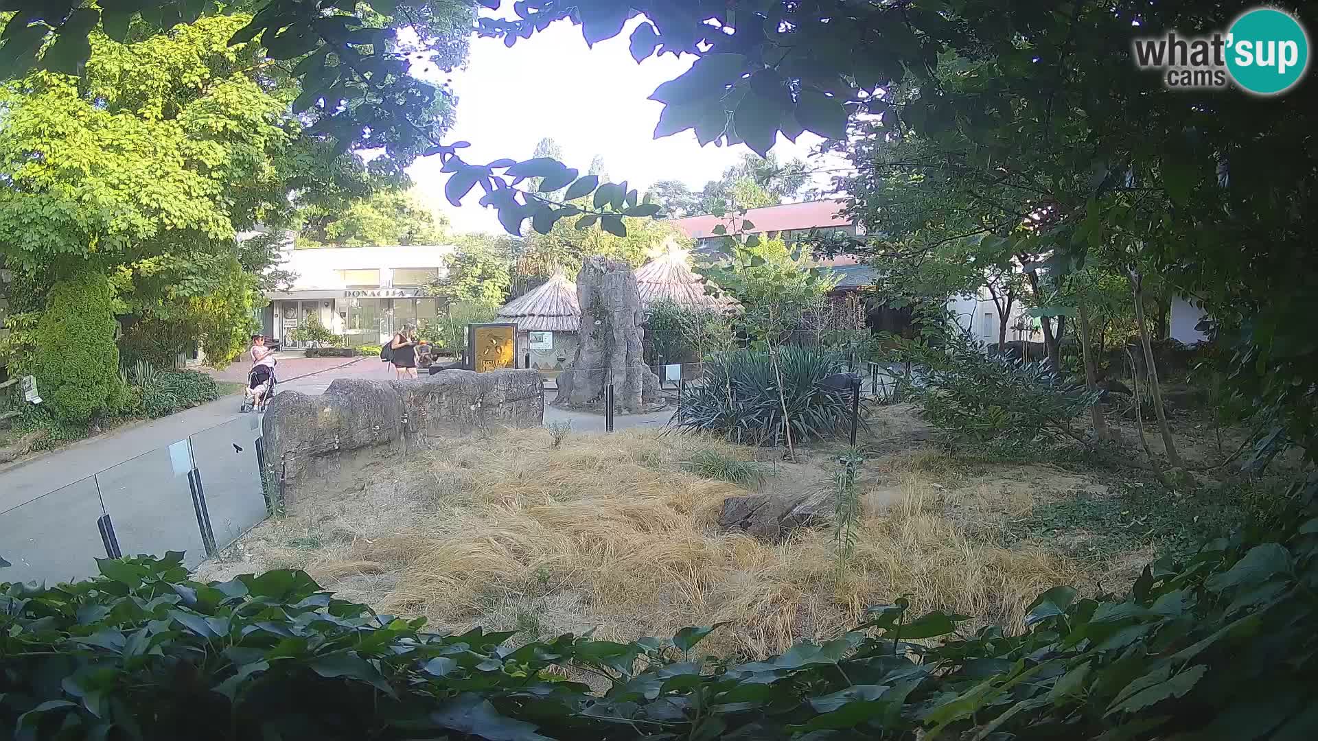 Zoo Zagreb – Suricata