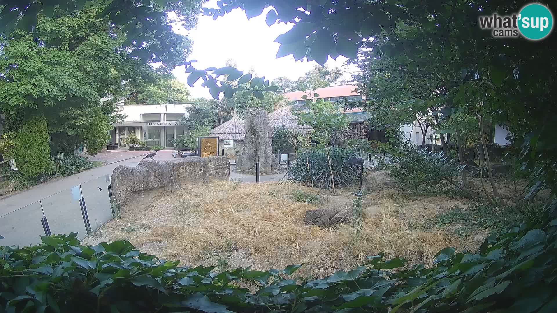 Zoo Zagreb – Suricata