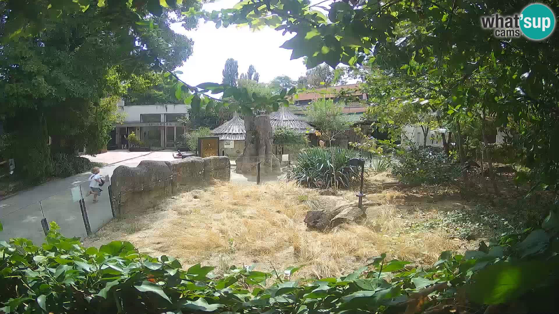 Zoo Zagreb – Merkat