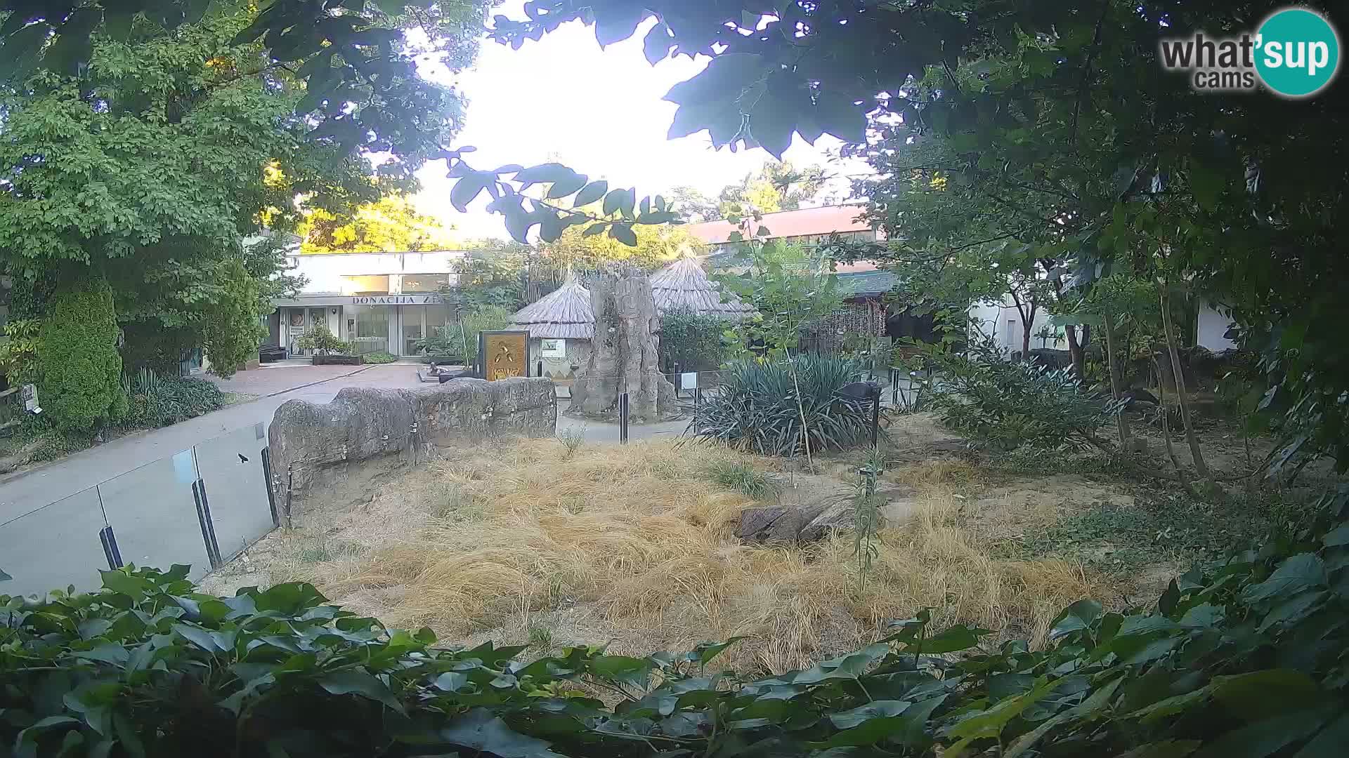 Zoo Zagreb – Merkat