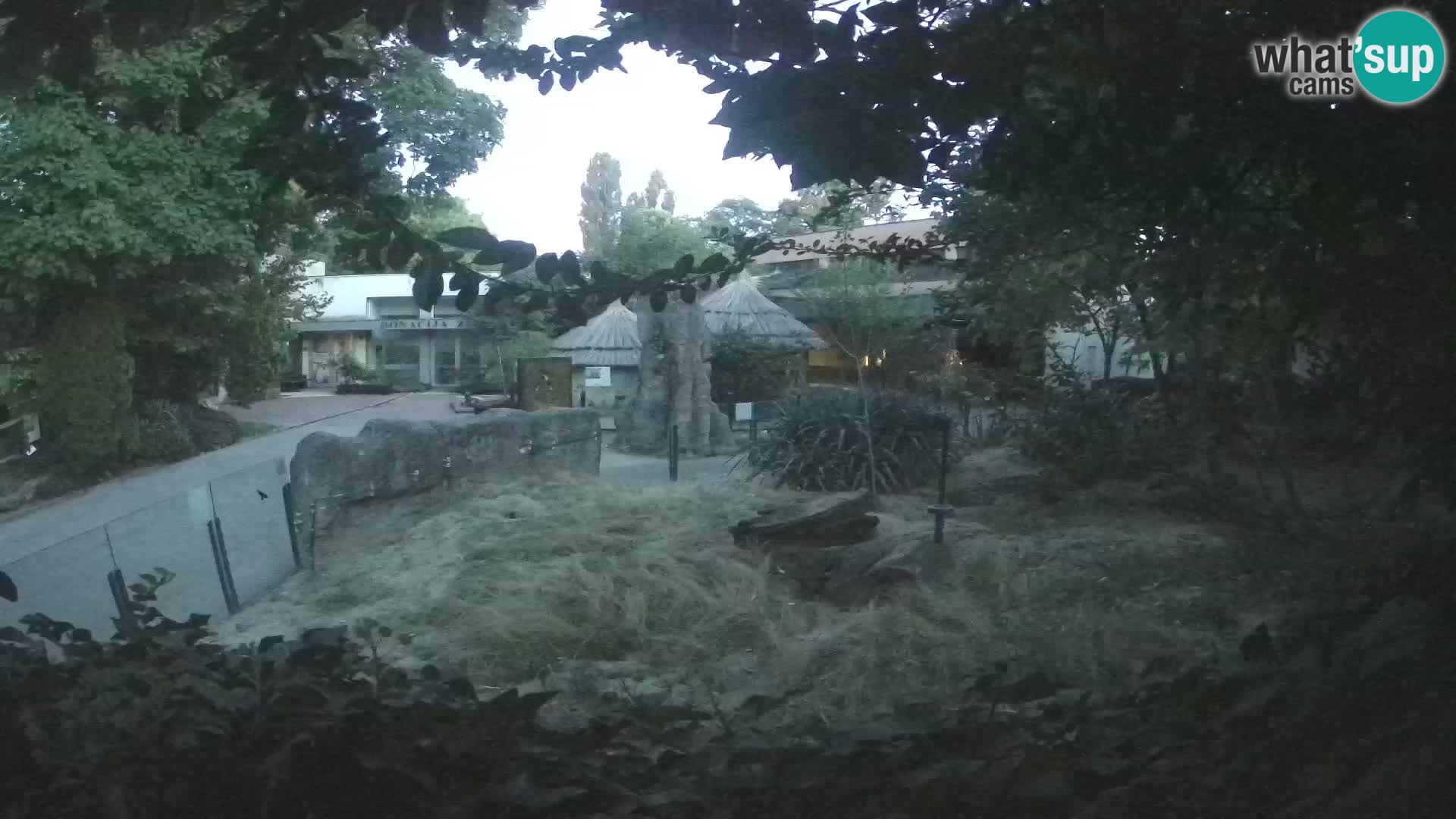 Zoo Zagreb – Merkat