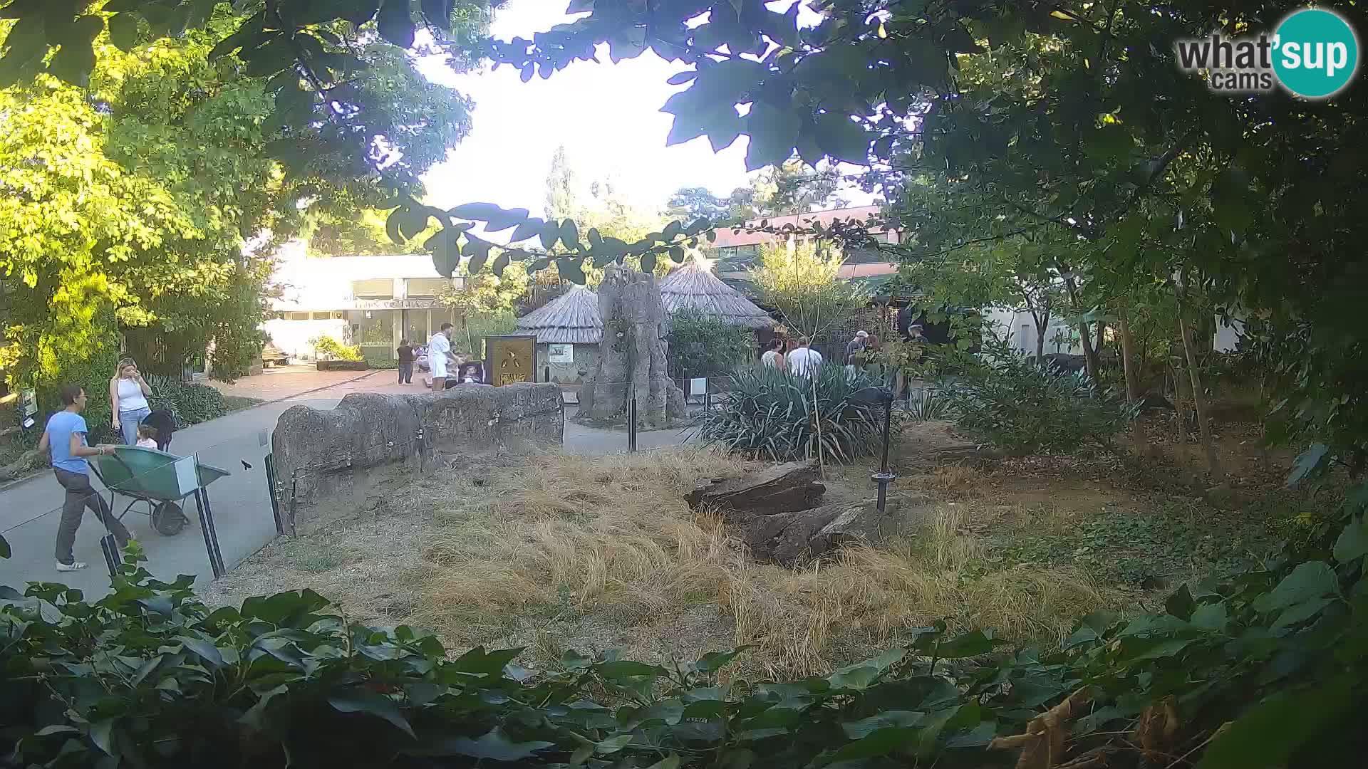 Zoo Zagreb – Suricata