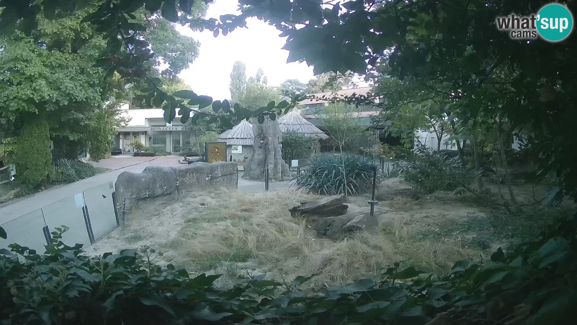 Zoo Zagreb – Suricate