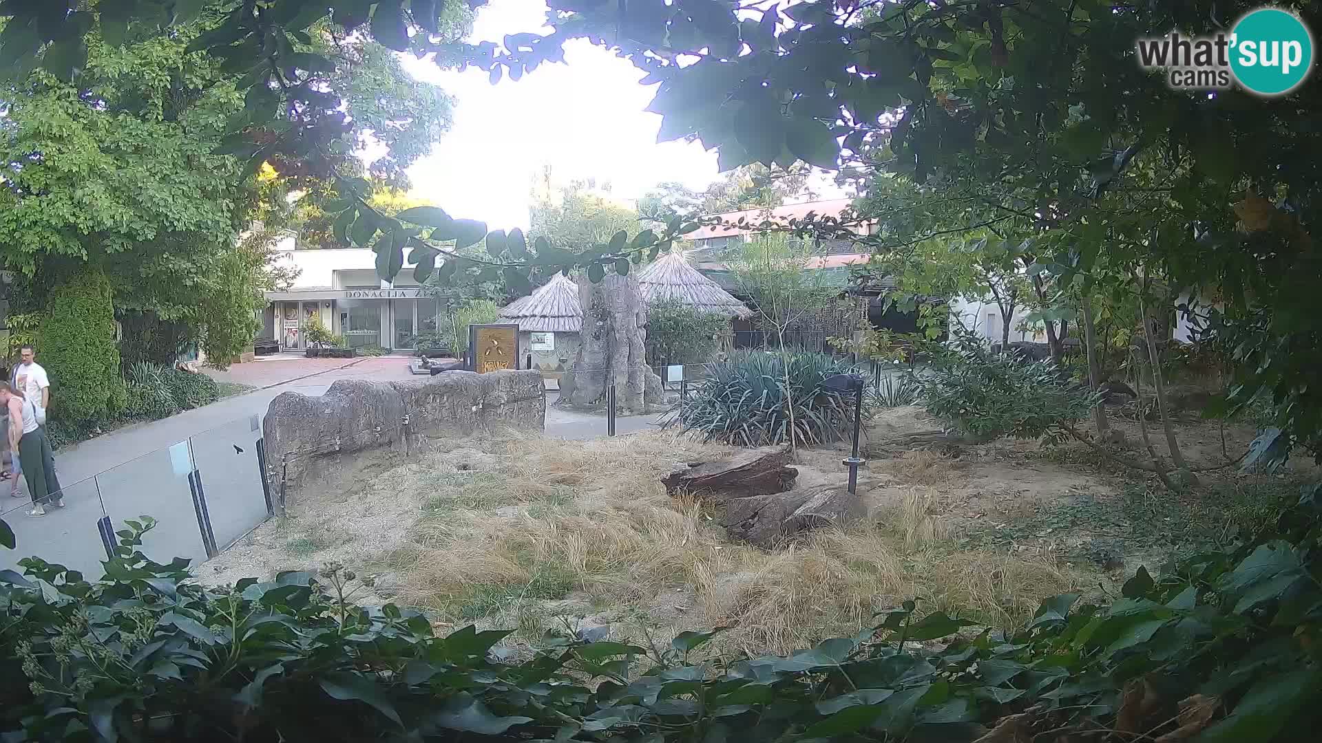 Zoo Zagreb – Suricate