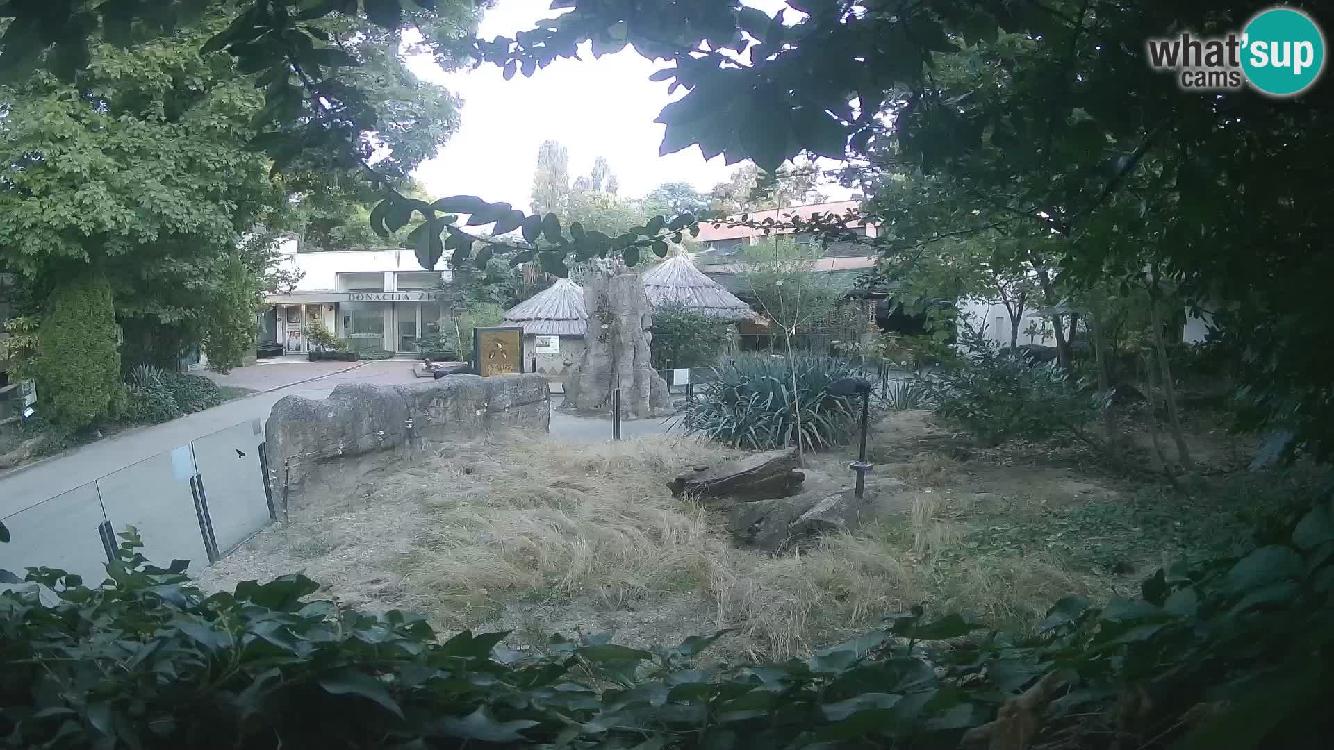Zoo Zagreb – Suricata