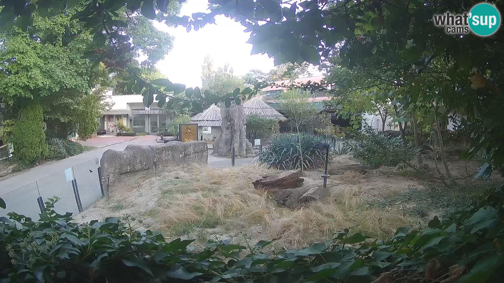 Zoo Zagreb – Suricate