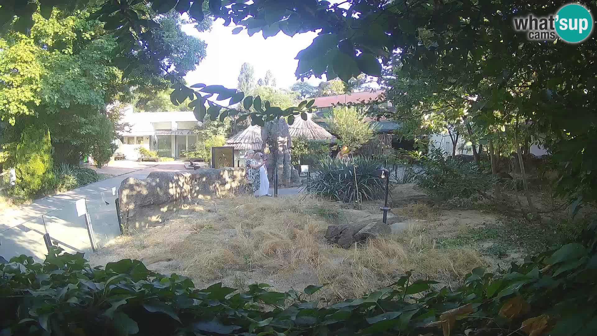 Zoo Zagreb – Merkat