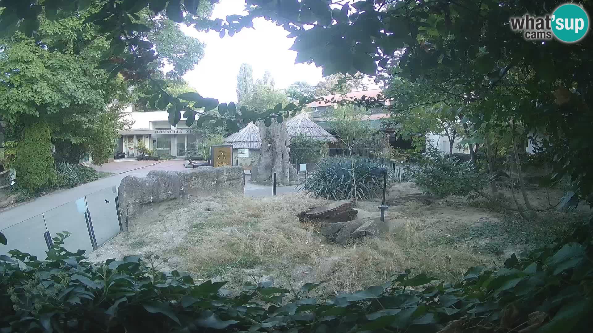 Zoo Zagreb – Merkat