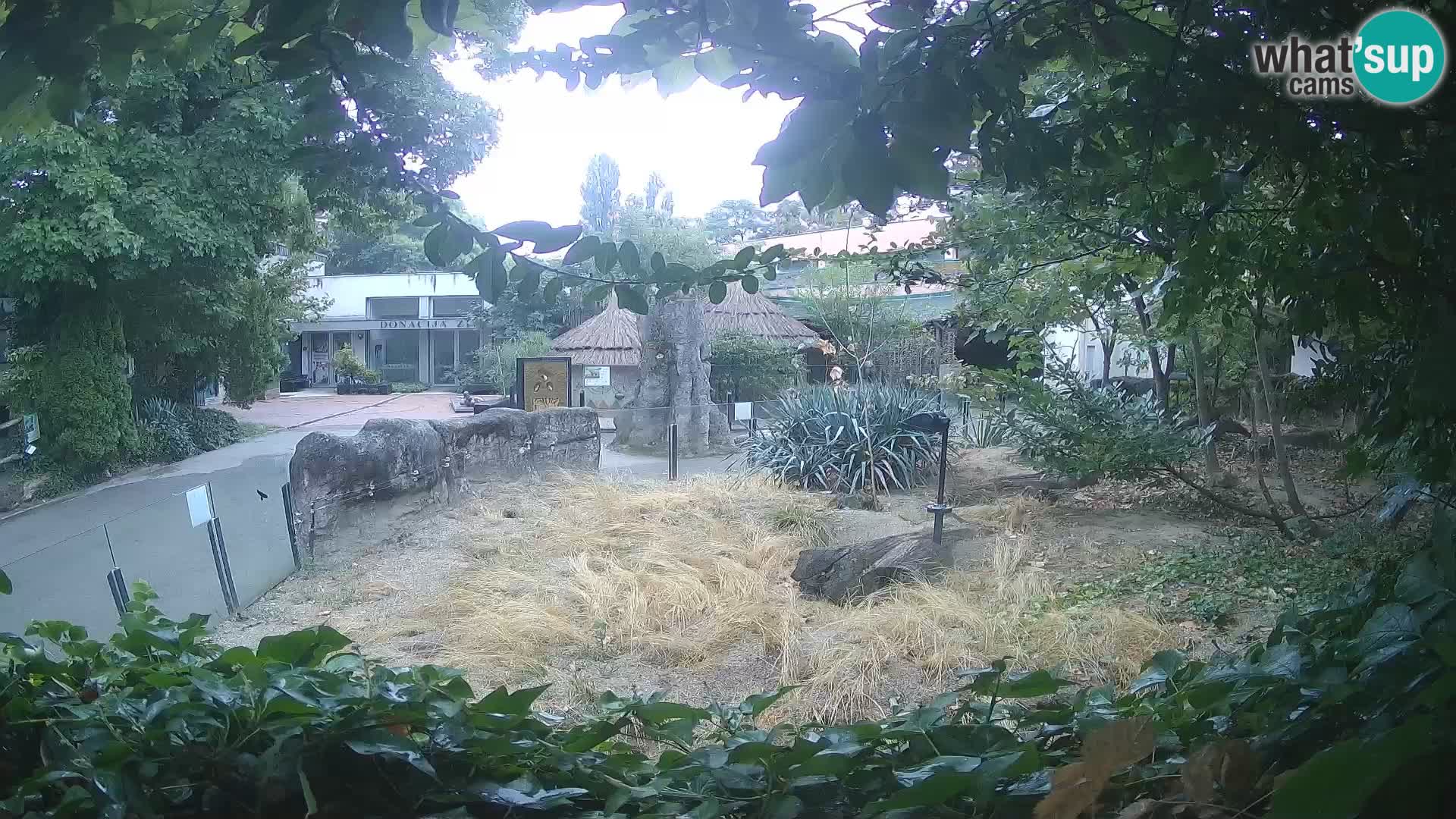 Zoo Zagreb – Suricata