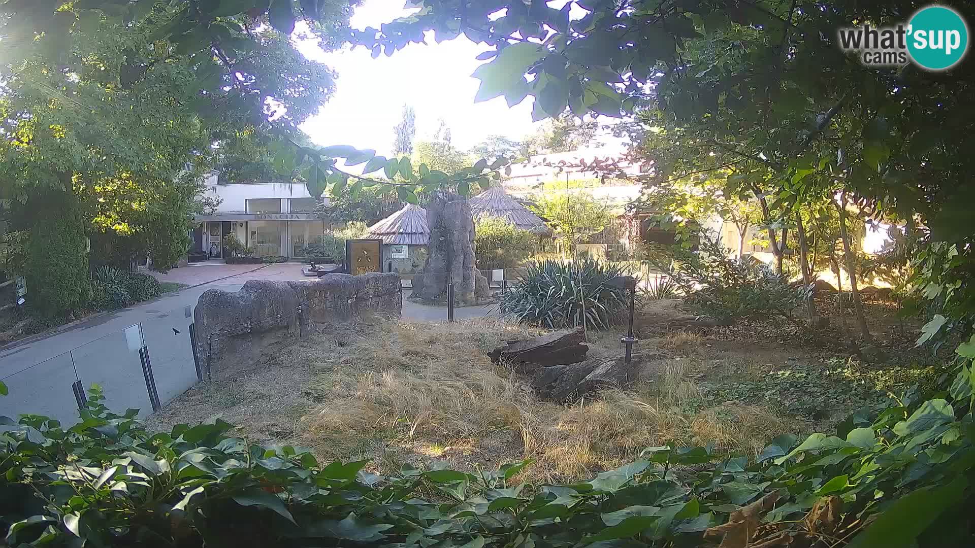 Zoo Zagreb – Suricate