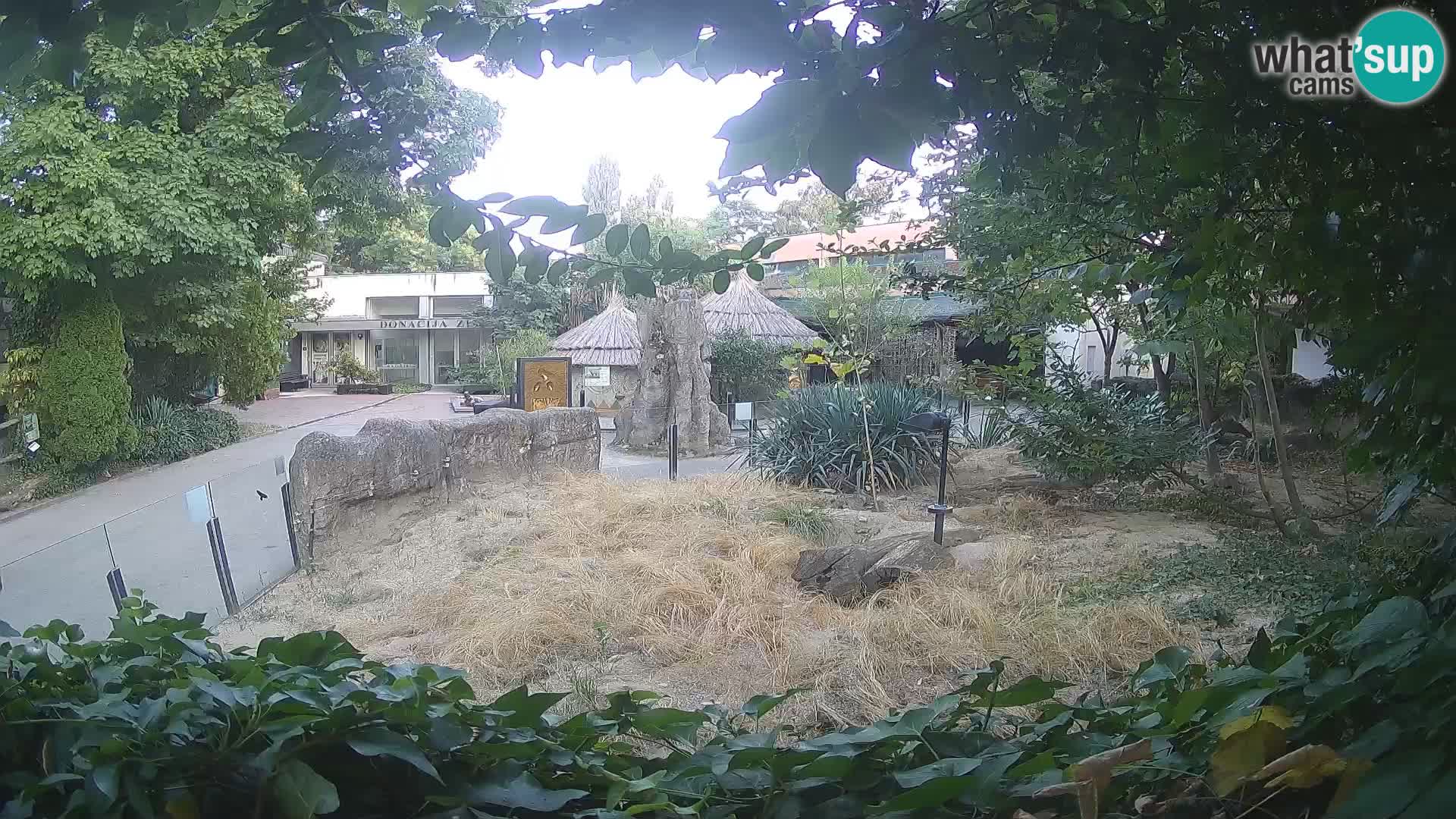 Zoo Zagreb – Suricata