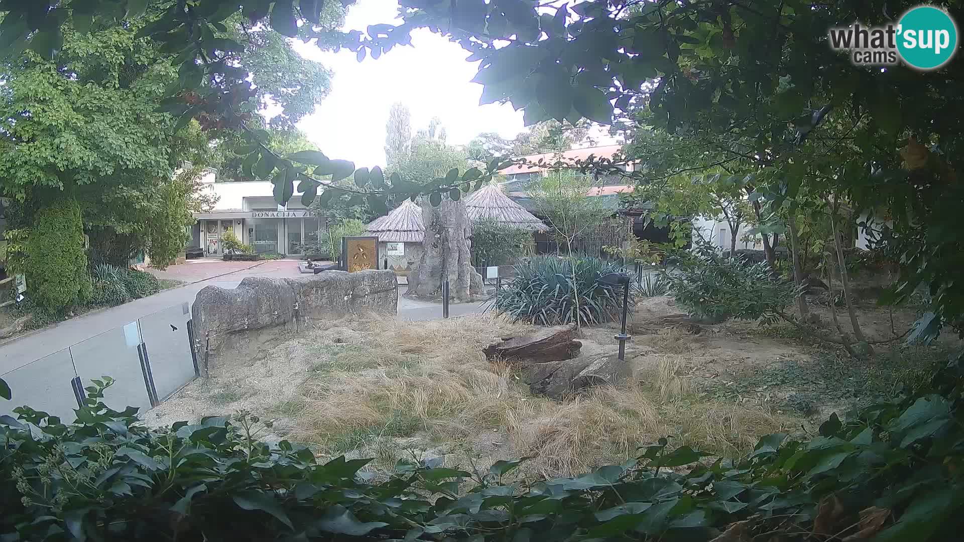 Zoo Zagreb – Meerkat (Suricate)
