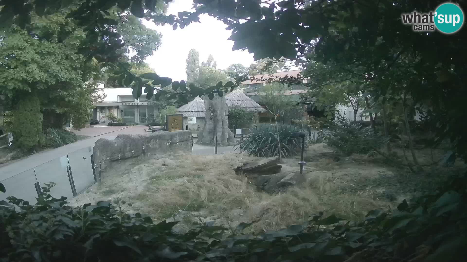 Zoo Zagreb – Merkat