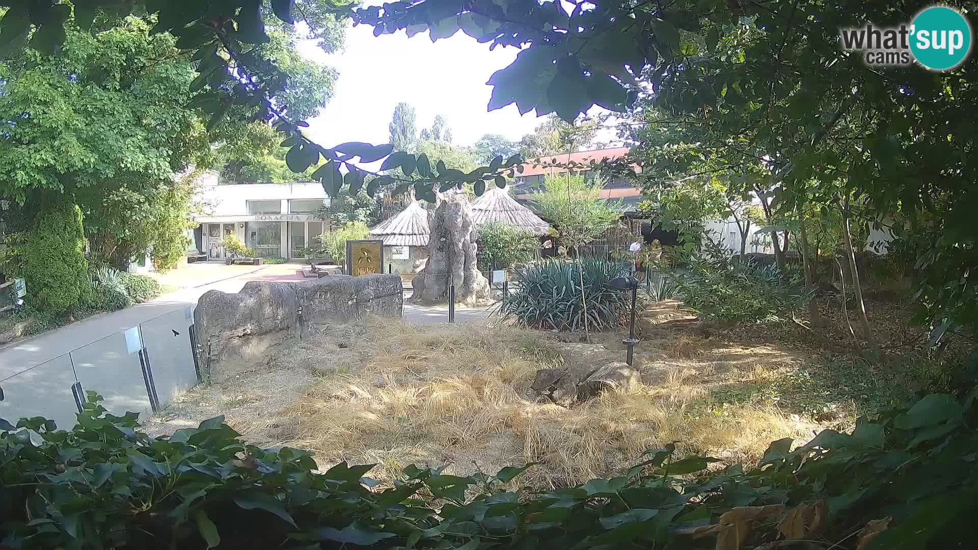 Zoo Zagreb – Merkat