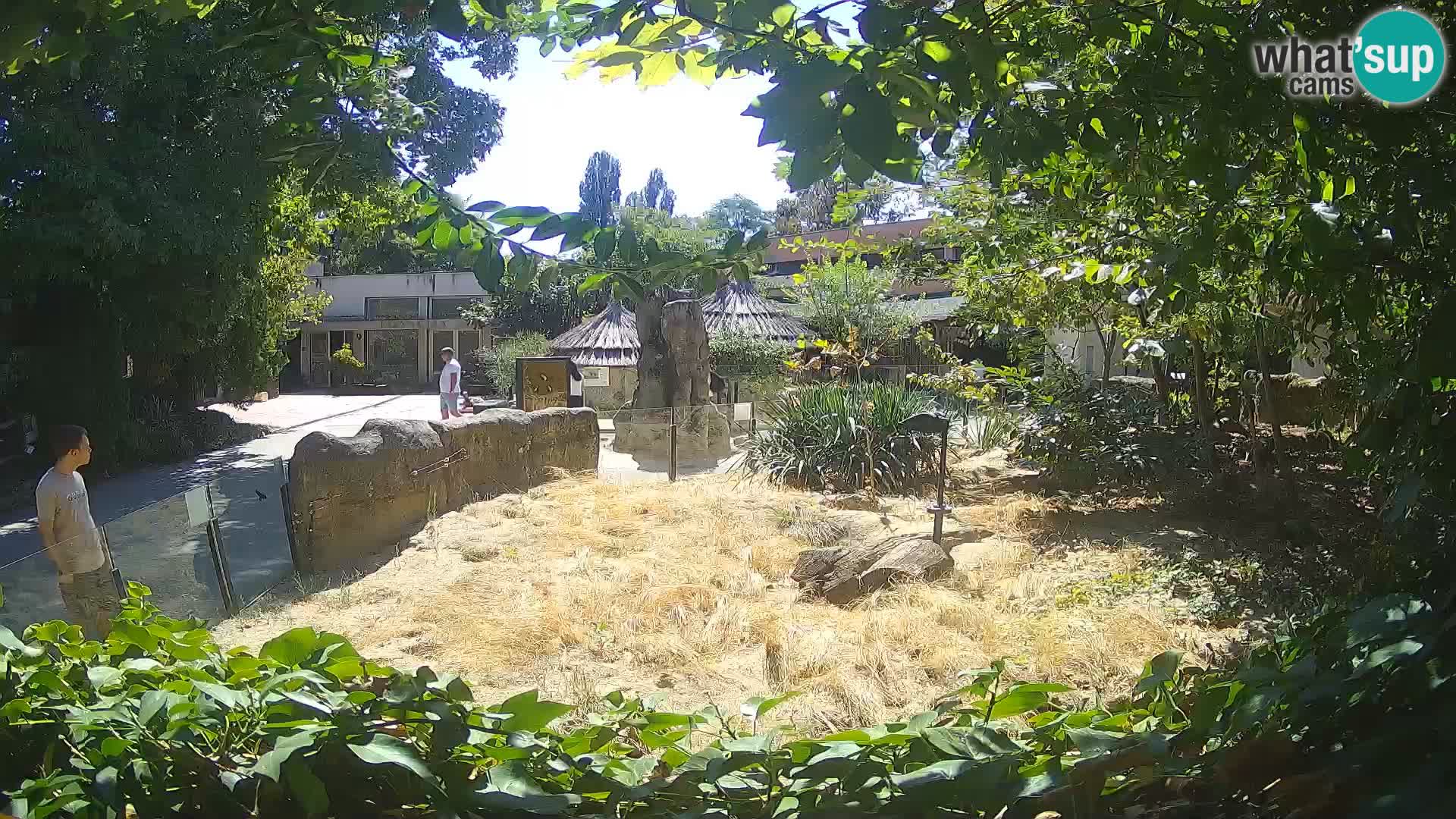 Zoo Zagreb – Meerkat (Suricate)