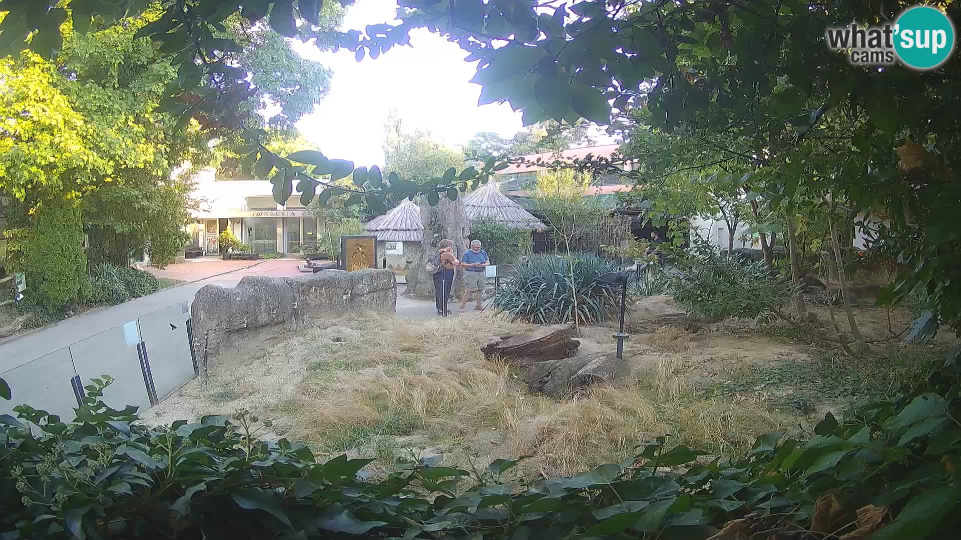 Zoo Zagreb – Surikate