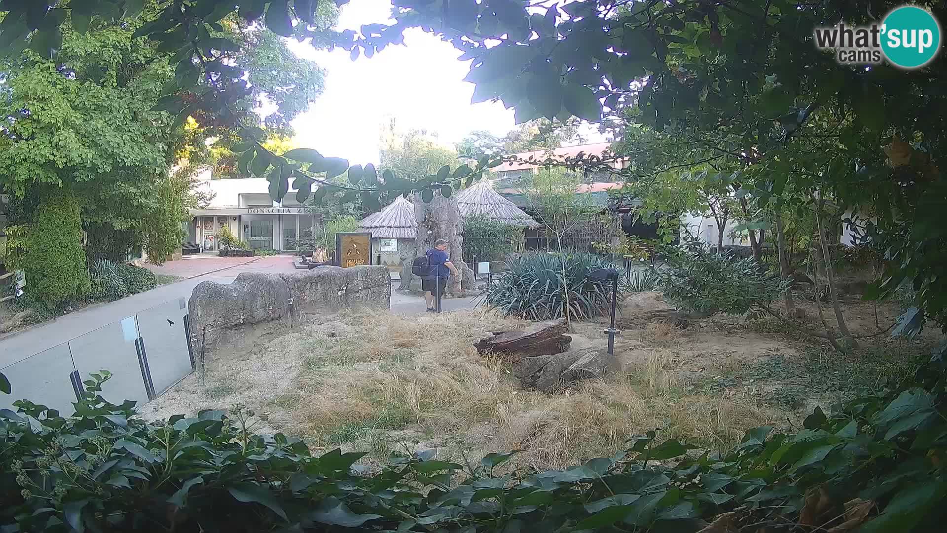 Zoo Zagreb – Merkat