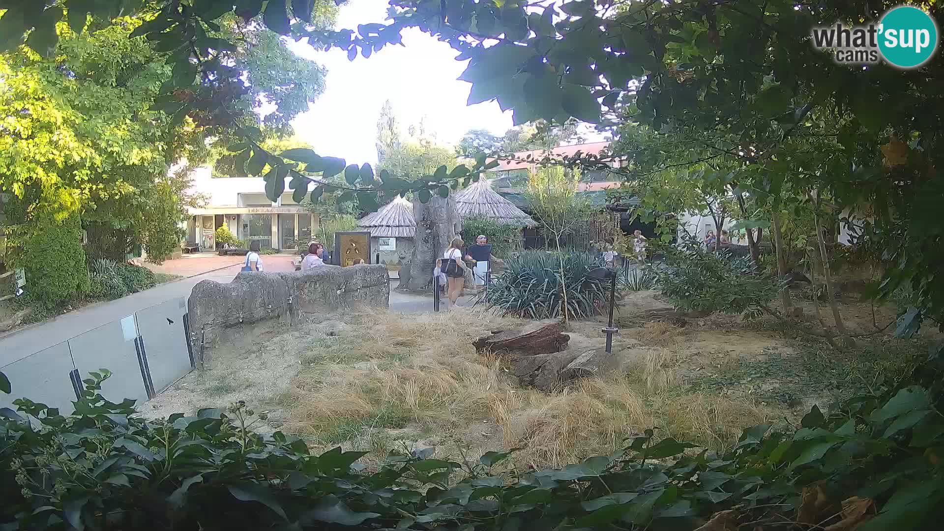 Zoo Zagreb – Merkat