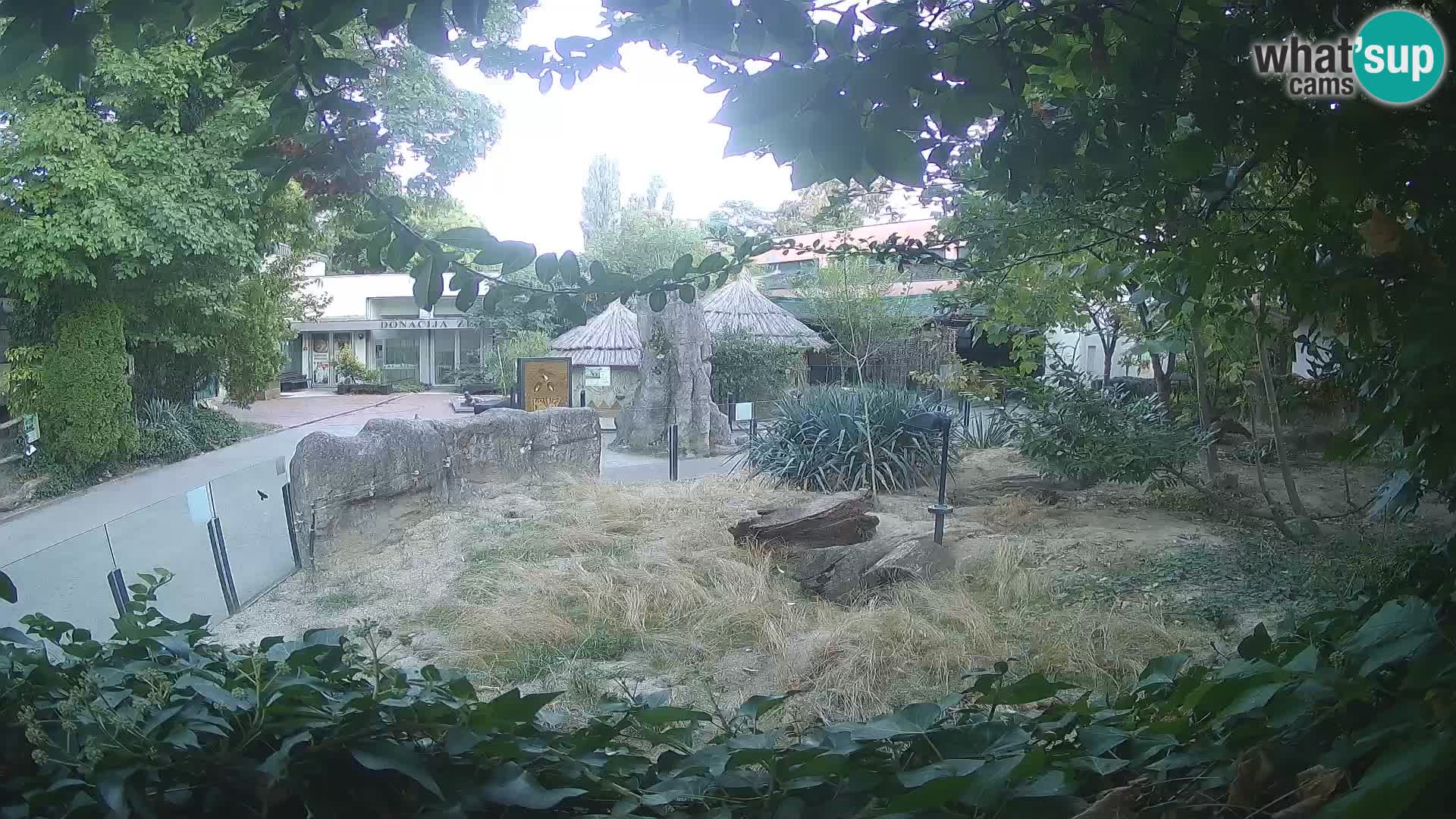 Zoo Zagreb – Suricate