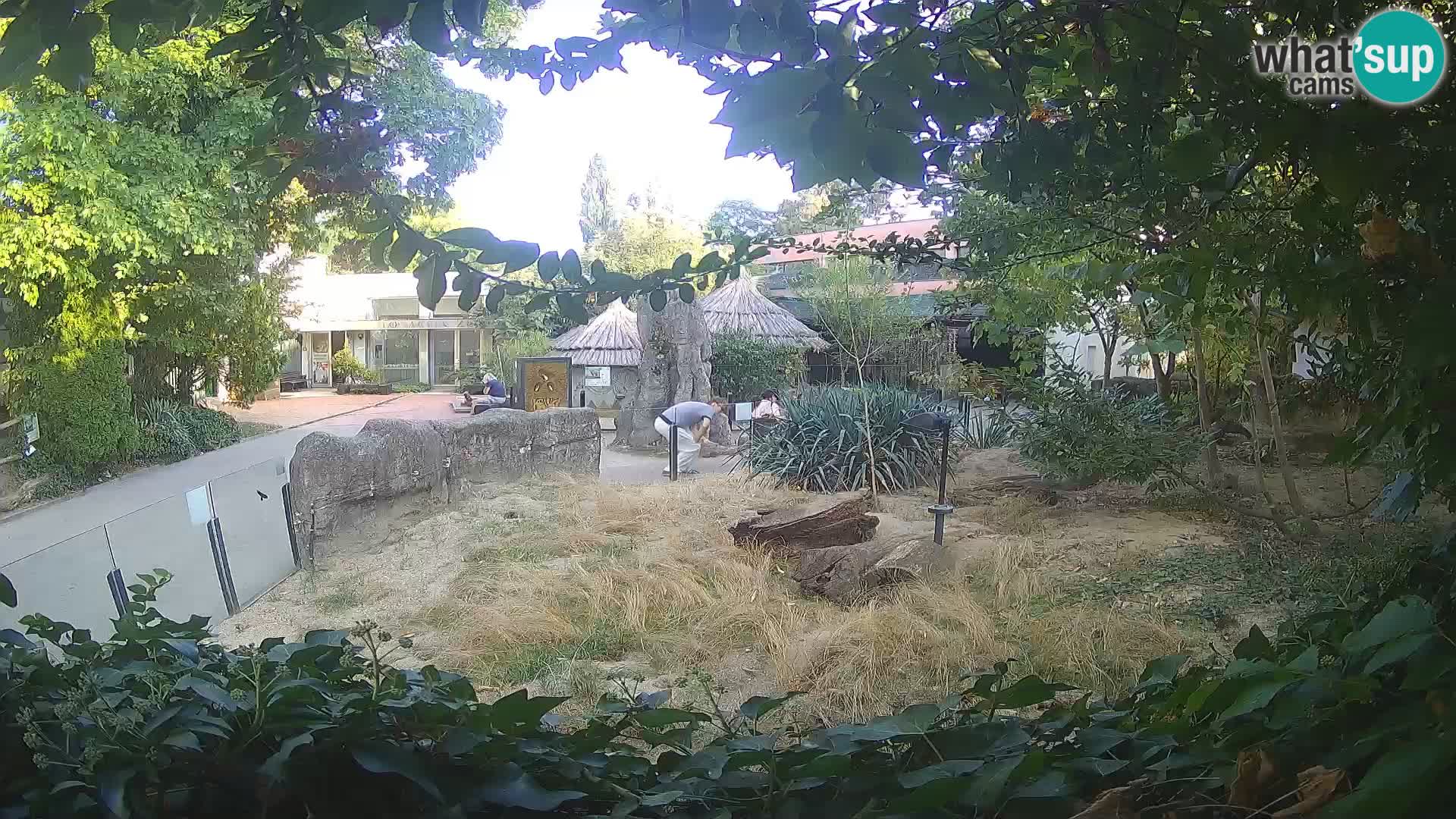 Zoo Zagreb – Suricata