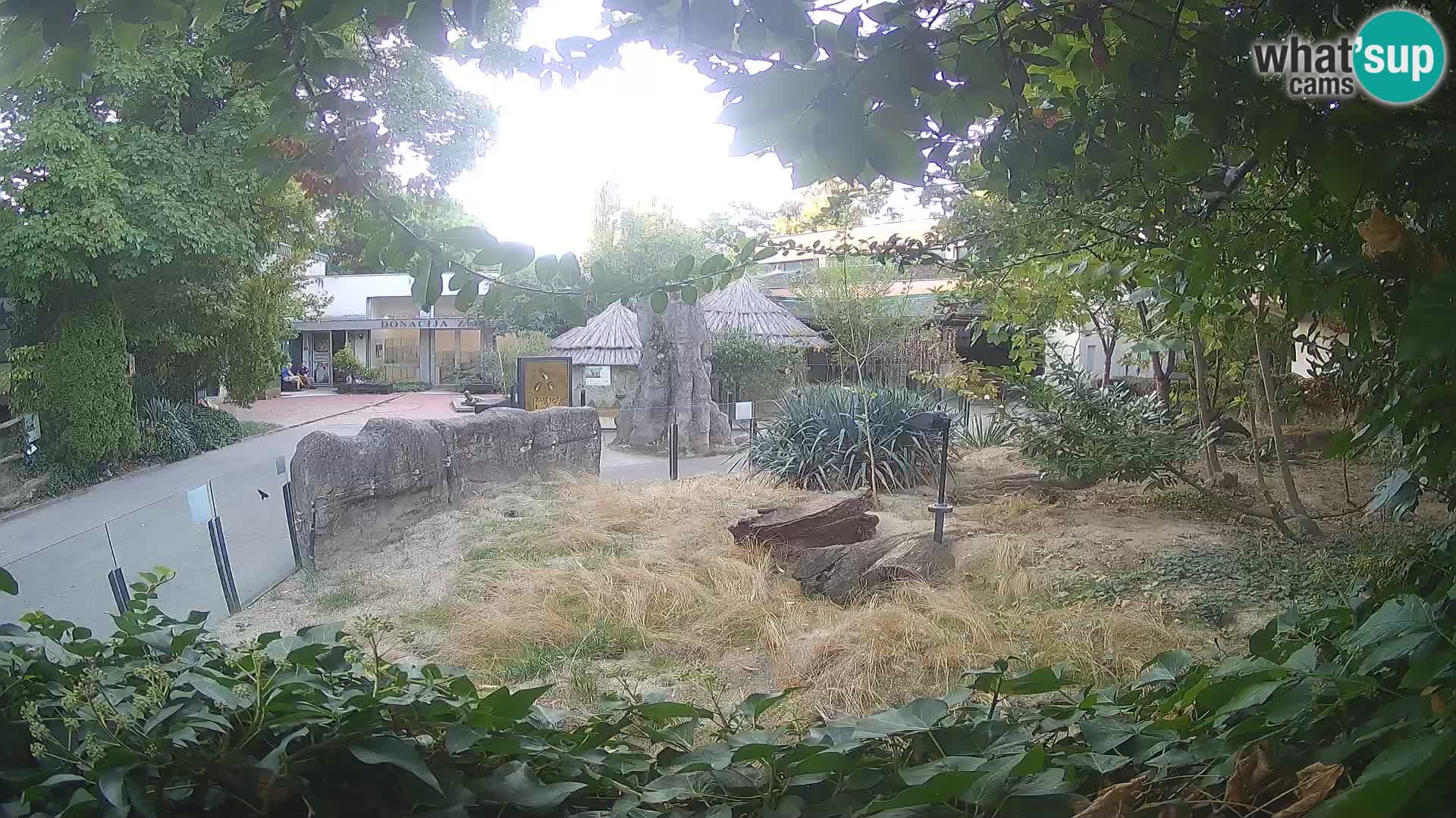 Zoo Zagreb – Suricate
