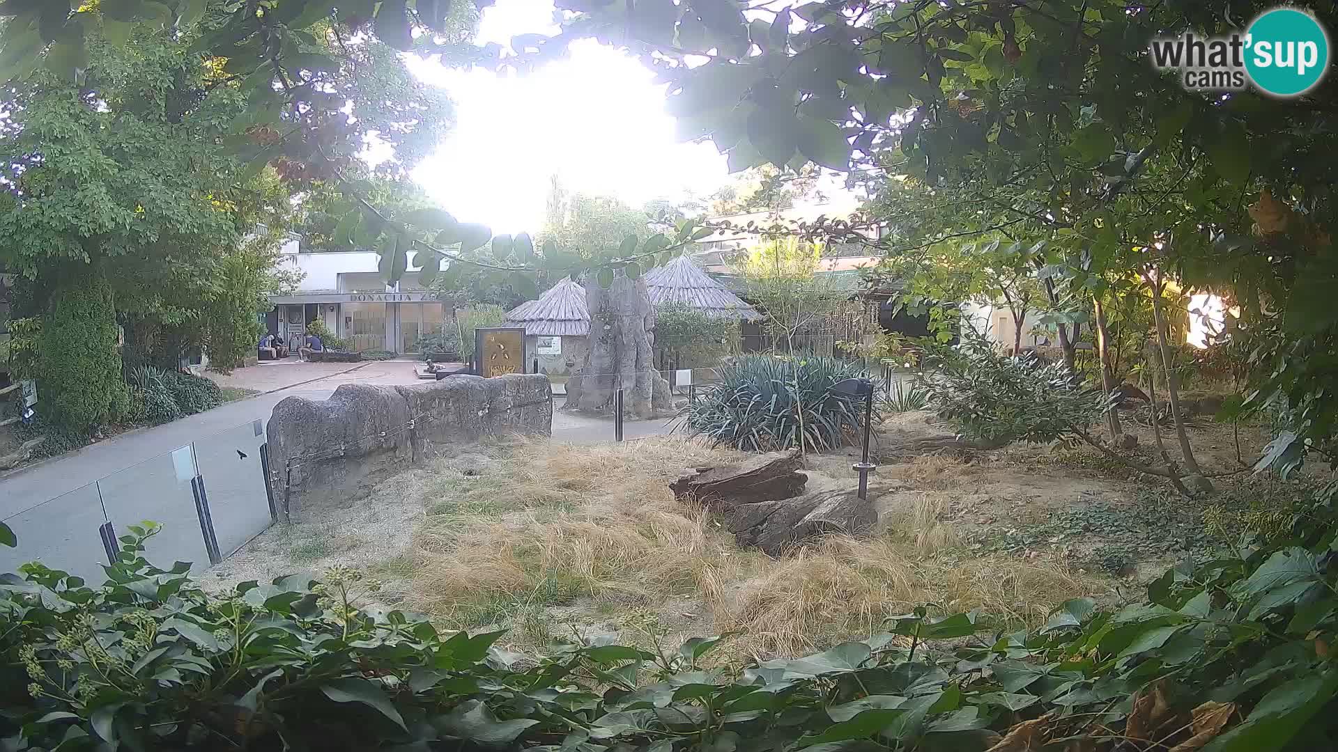 Zoo Zagreb – Suricata