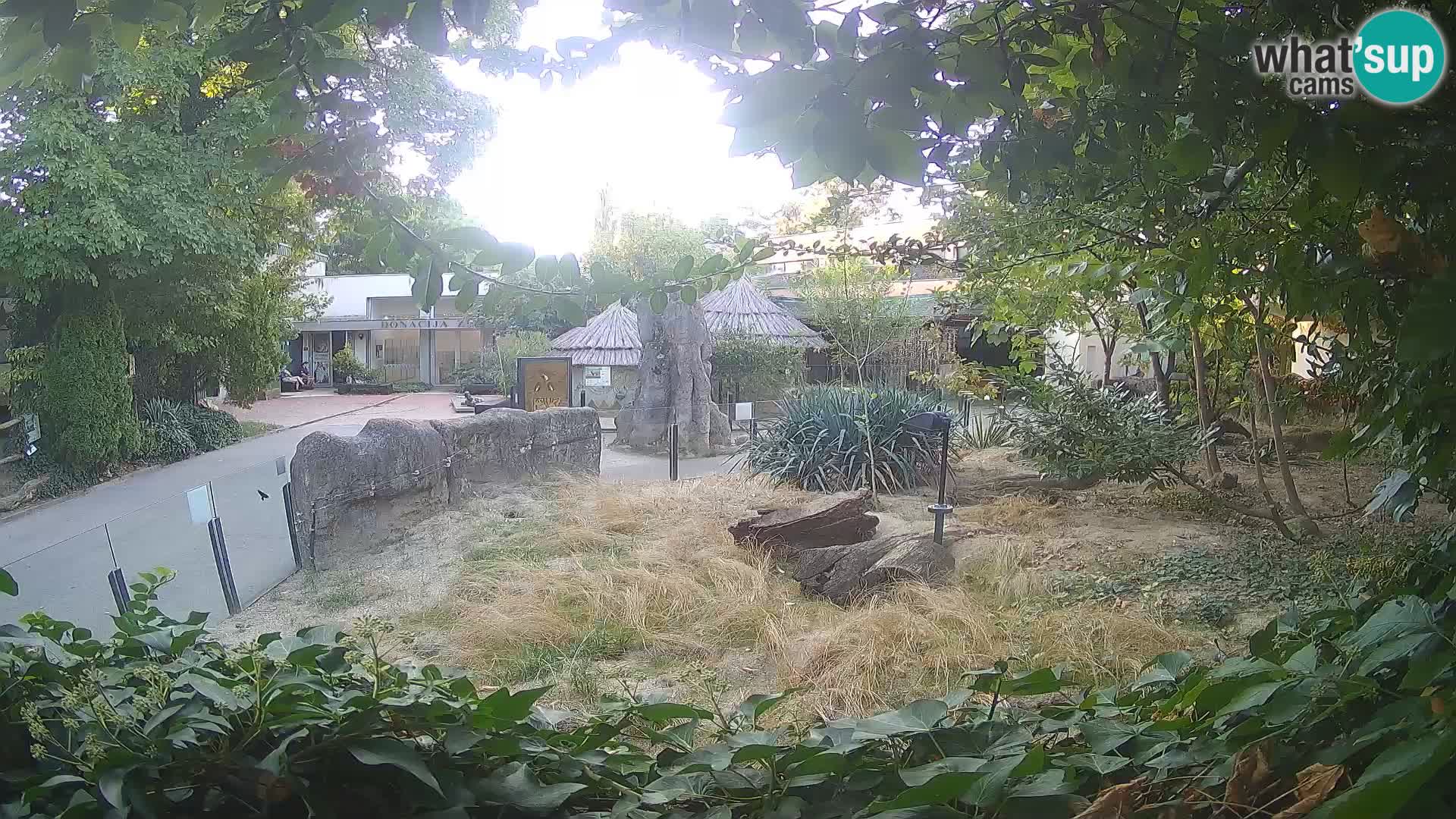 Zoo Zagreb – Suricate