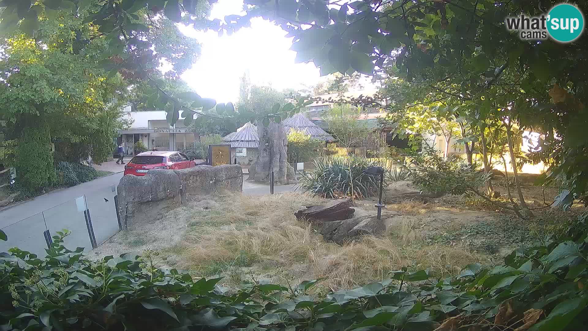 Zoo Zagreb – Merkat