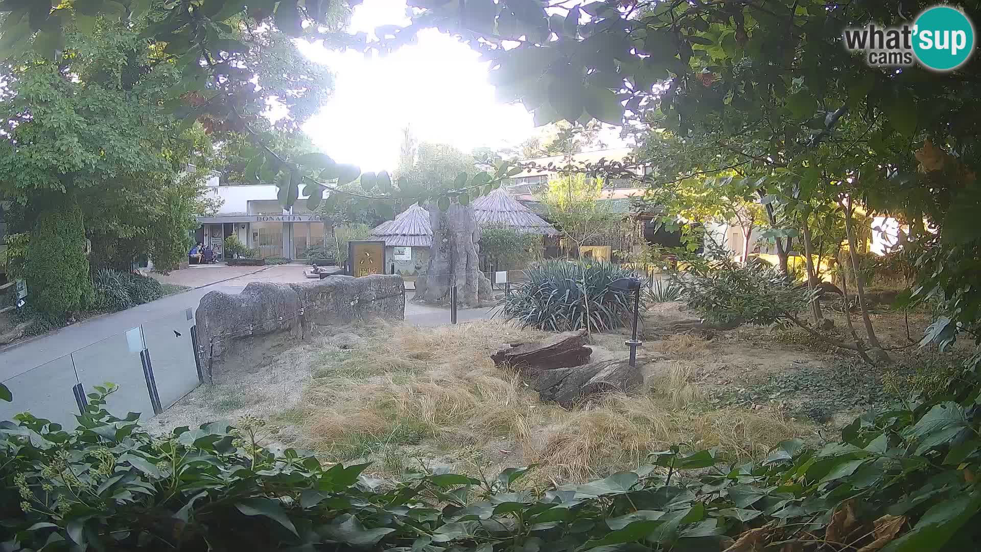 Zoo Zagreb – Suricate