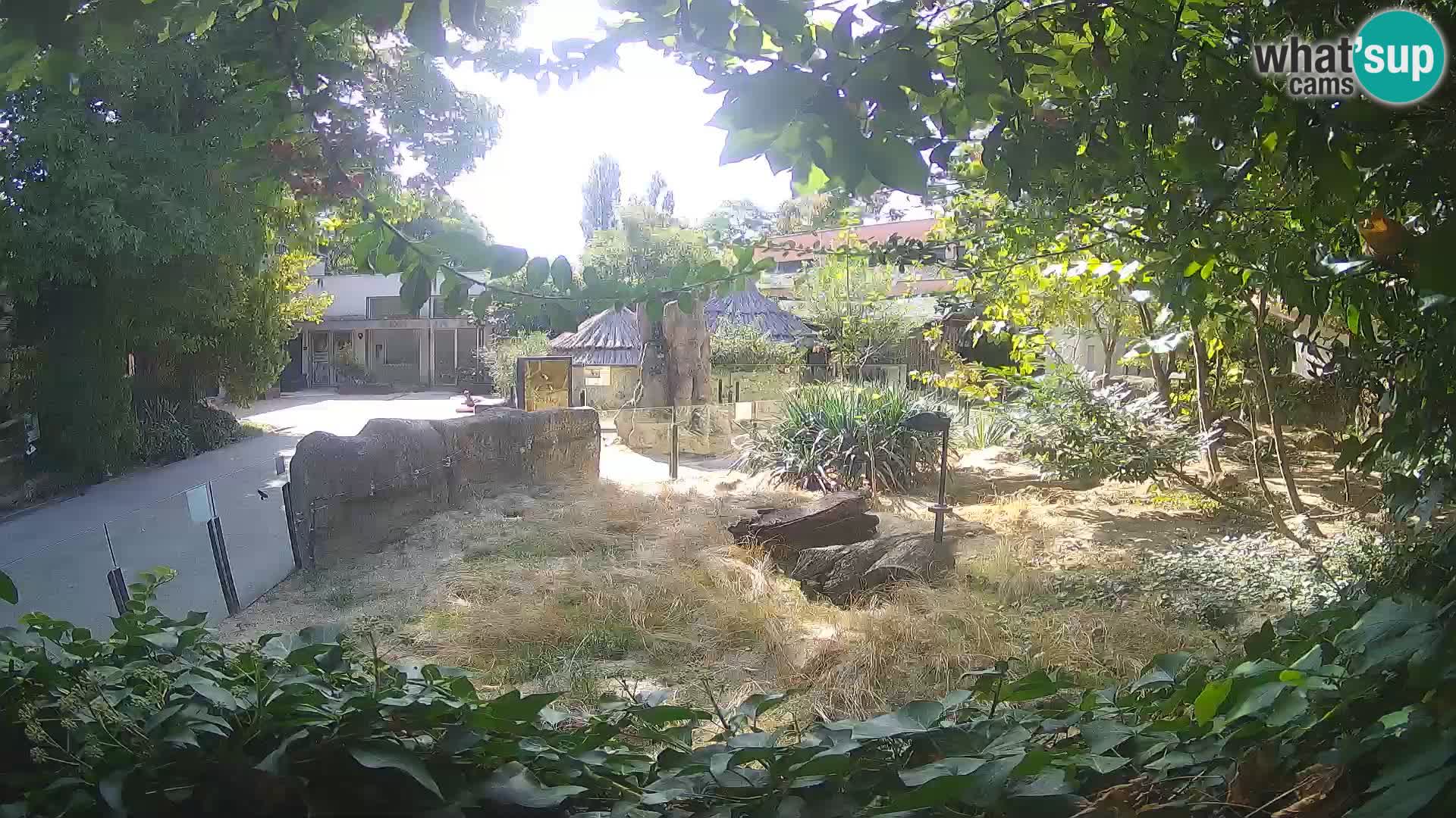 Zoo Zagreb – Suricata