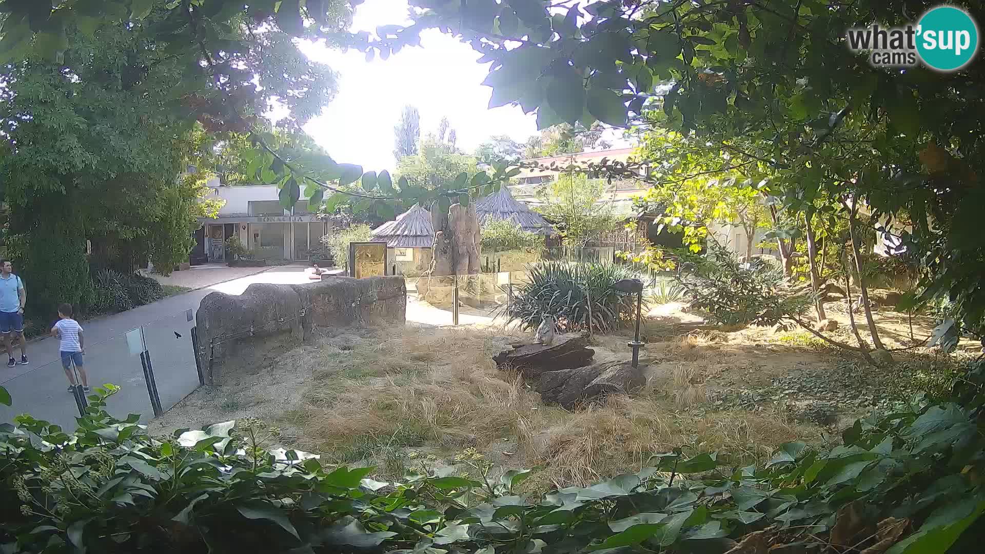 Zoo Zagreb – Suricata