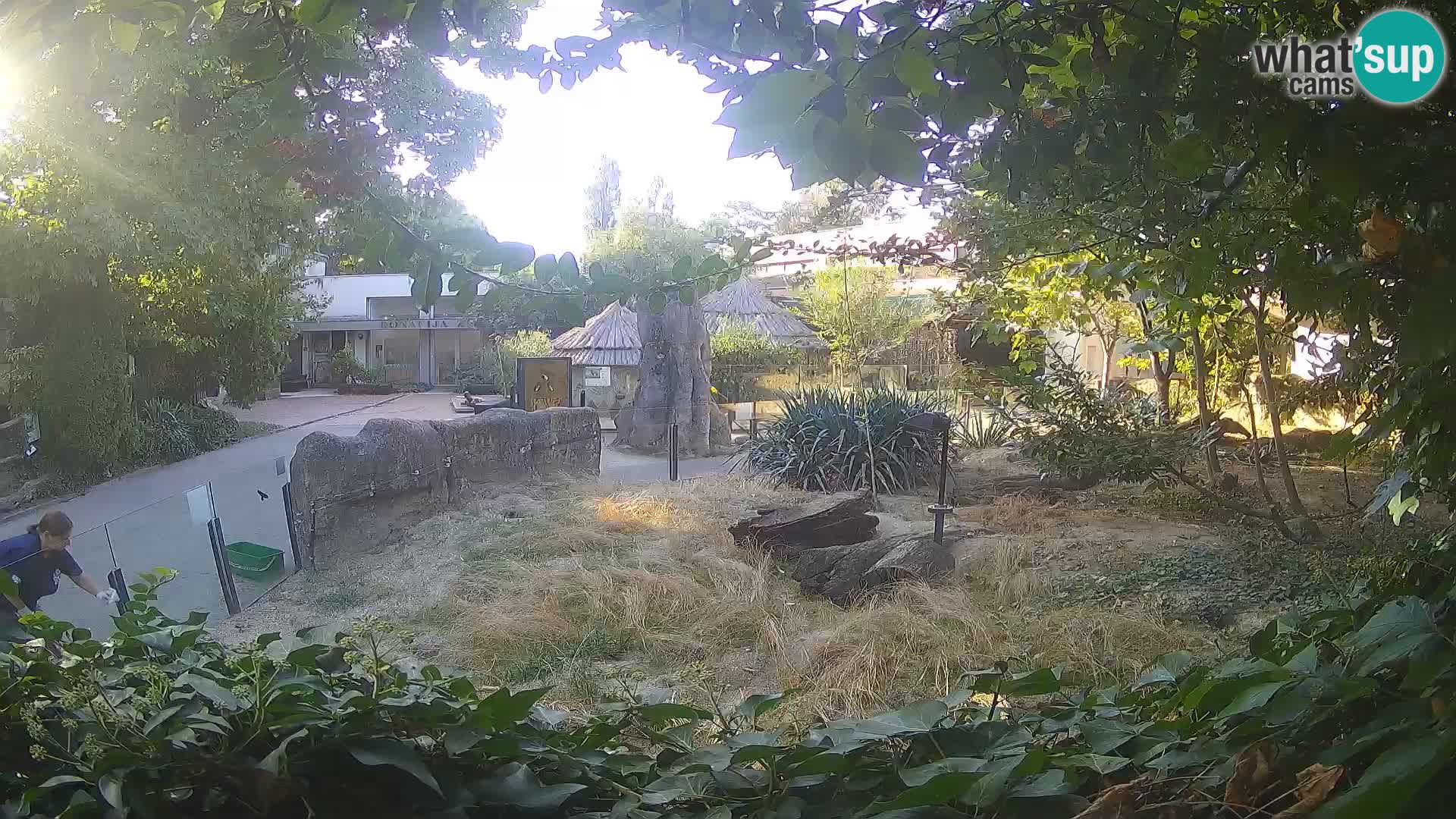 Zoo Zagreb – Suricate