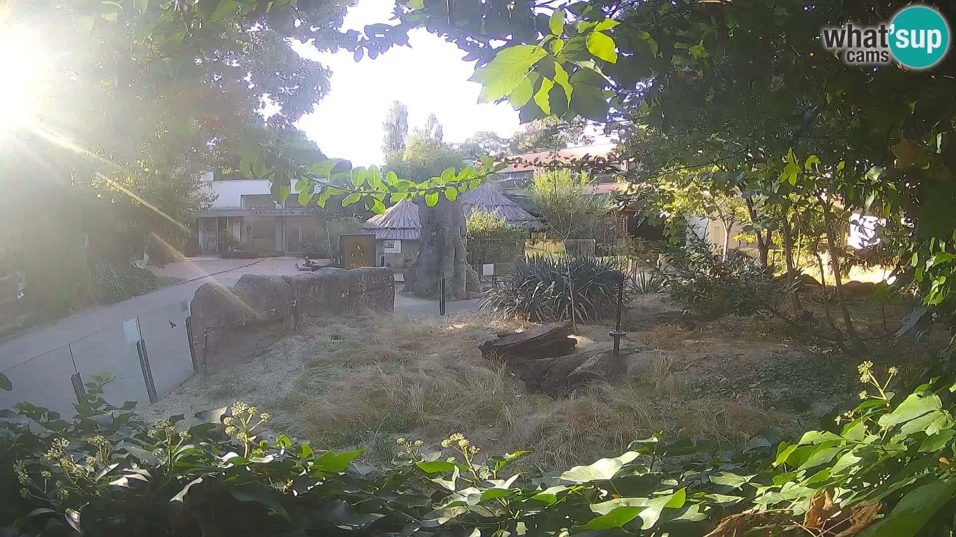 Zoo Zagreb – Suricate