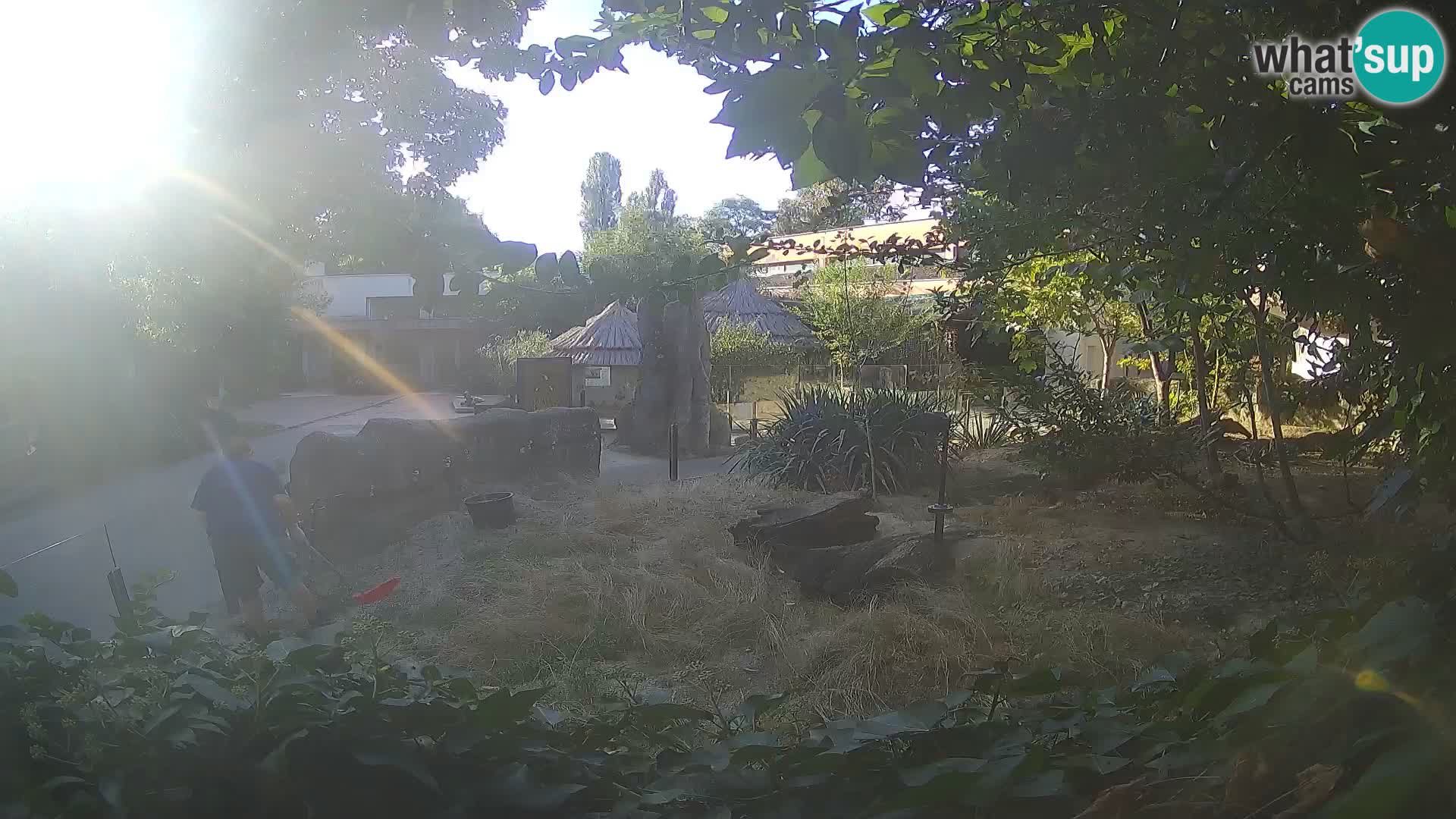 Zoo Zagreb – Suricate