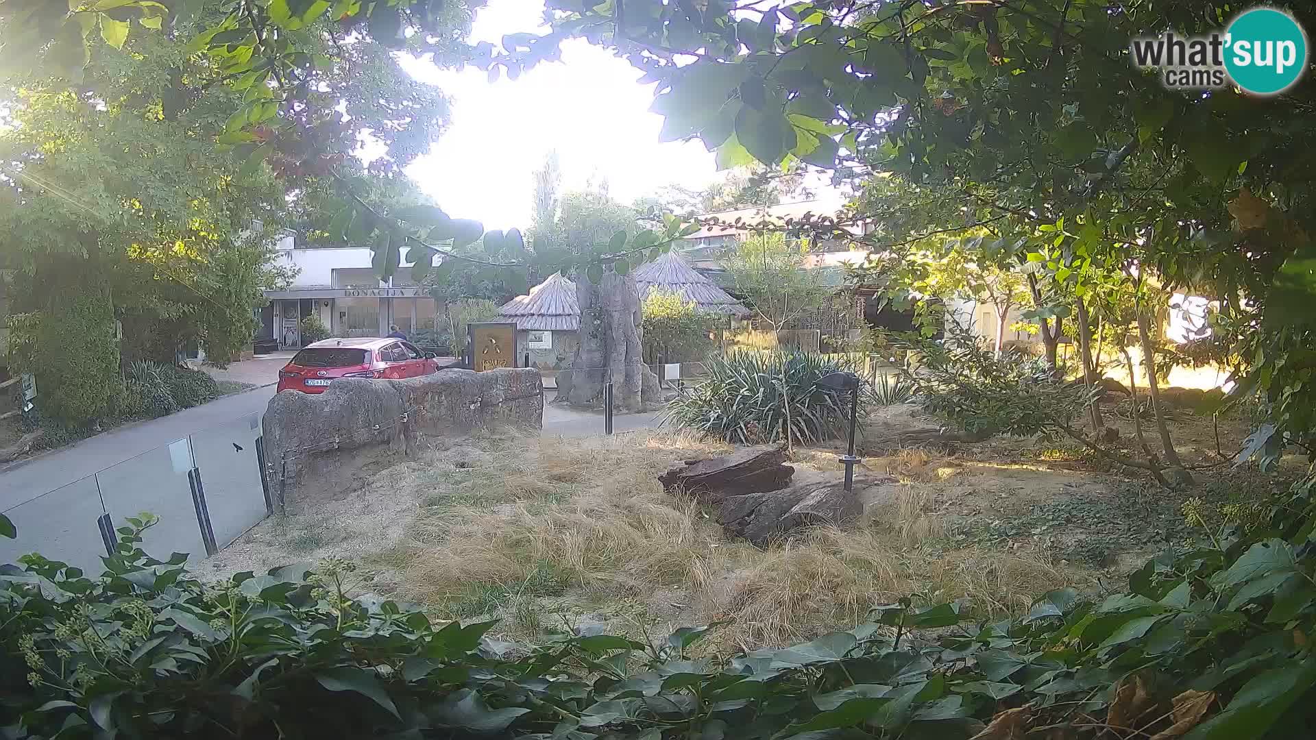 Zoo Zagreb – Merkat