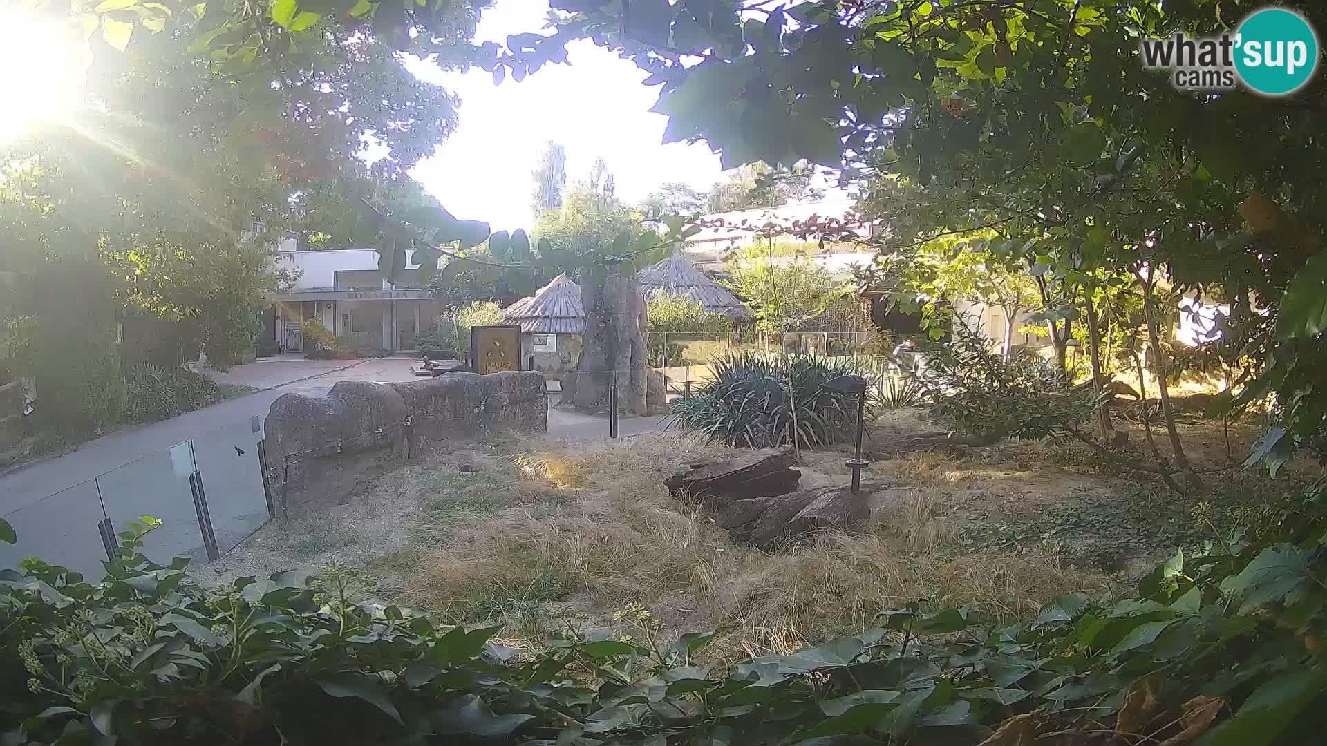 Zoo Zagreb – Suricata