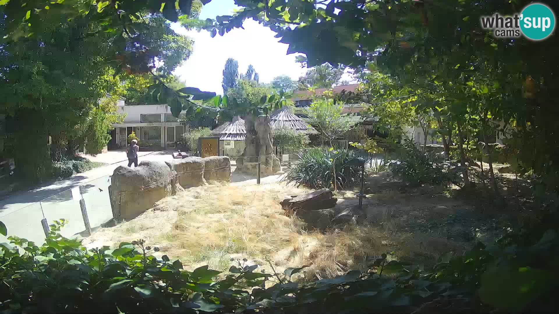 Zoo Zagreb – Merkat
