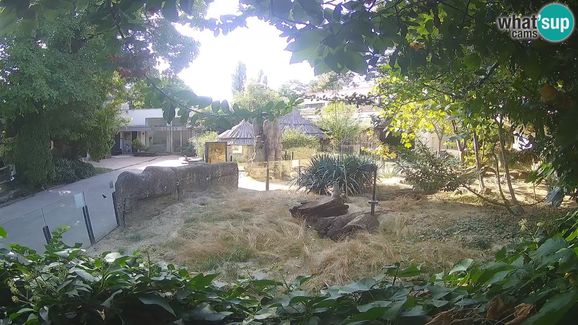 Zoo Zagreb – Suricate