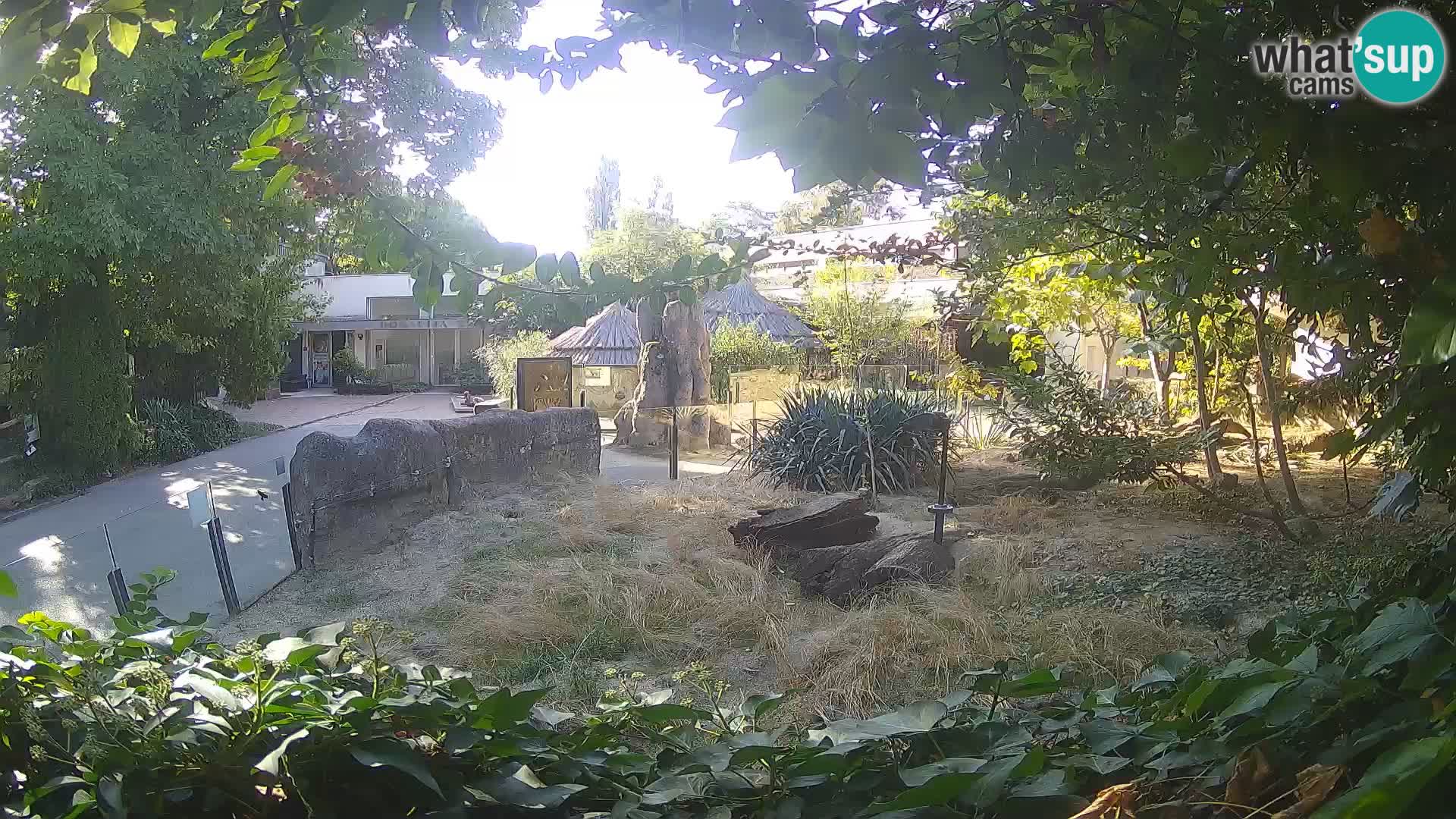Zoo Zagreb – Merkat
