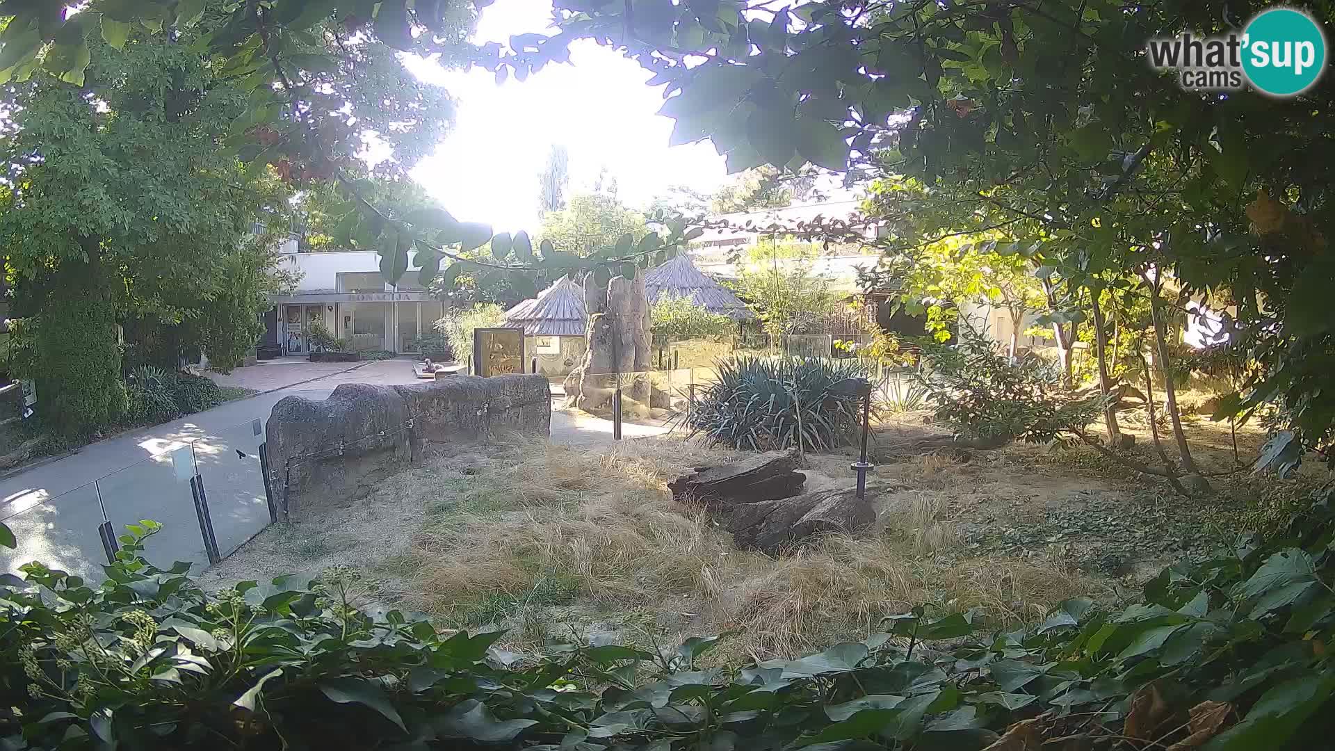 Zoo Zagreb – Suricata