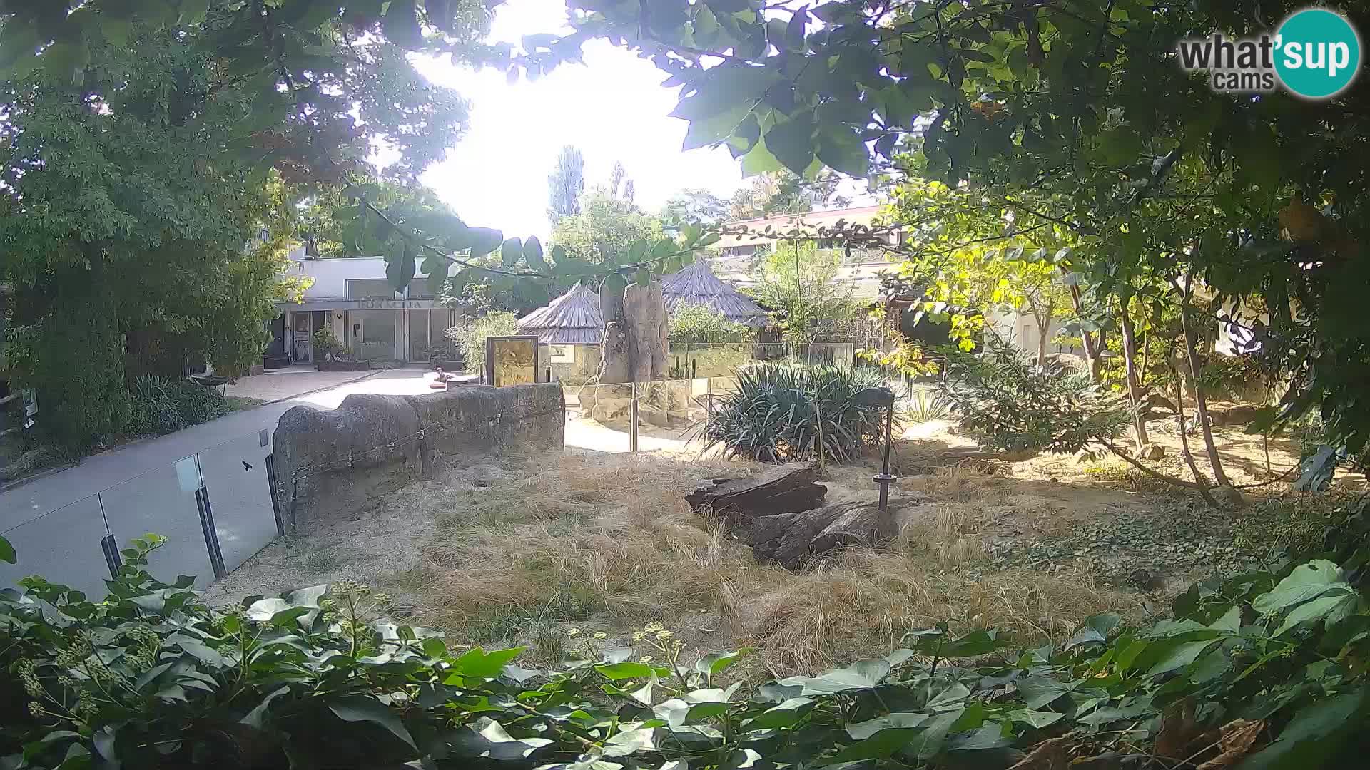 Zoo Zagreb – Suricata