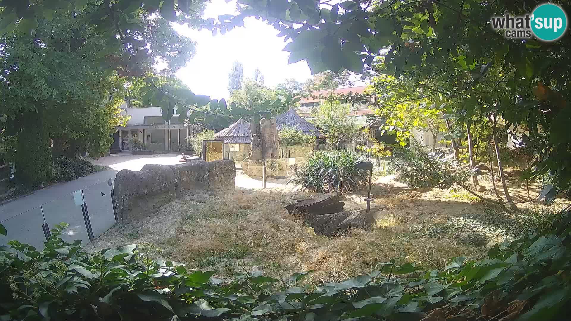 Zoo Zagreb – Suricata