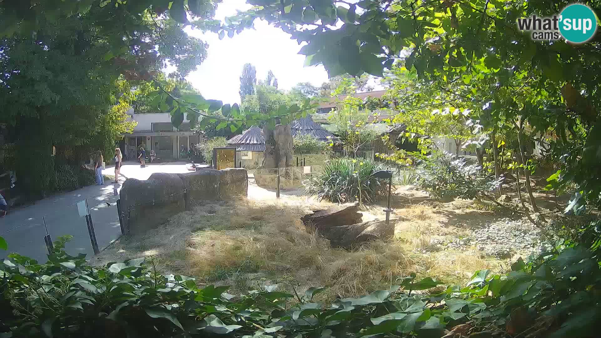 Zoo Zagreb – Merkat